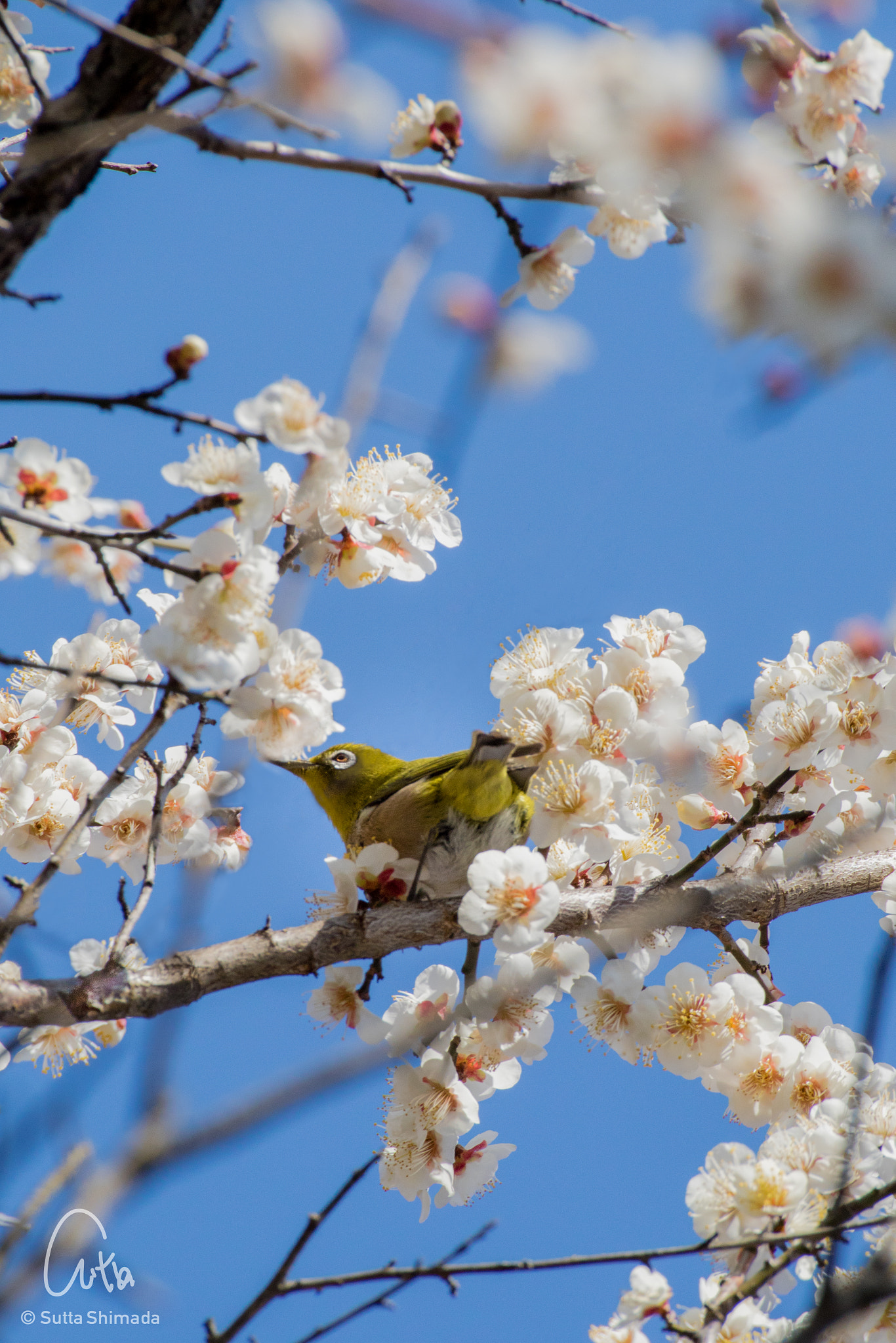 Canon EOS M3 sample photo. Mejiro (japanese white_eye) photography