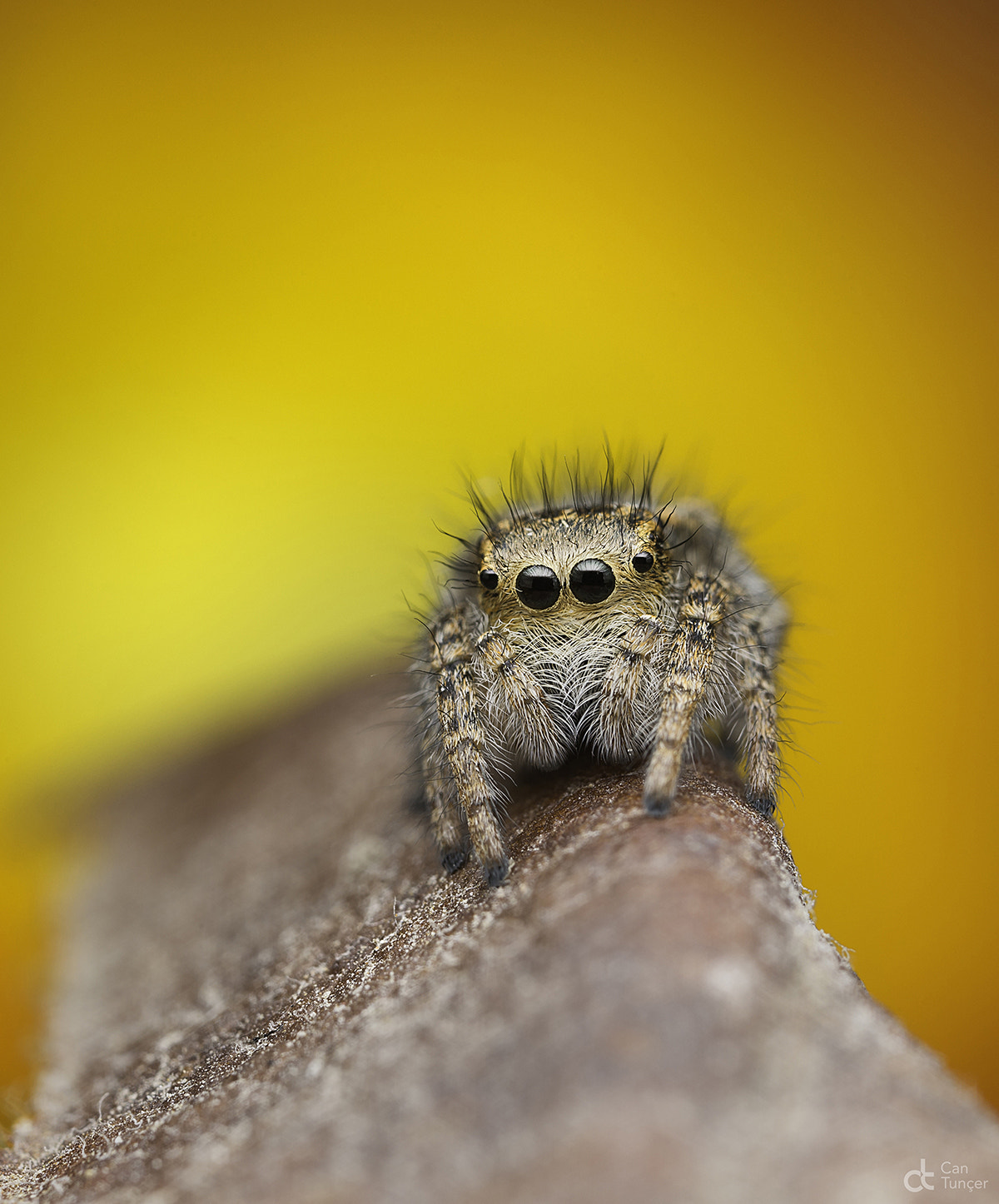Canon MP-E 65mm F2.5 1-5x Macro Photo sample photo. O00o photography