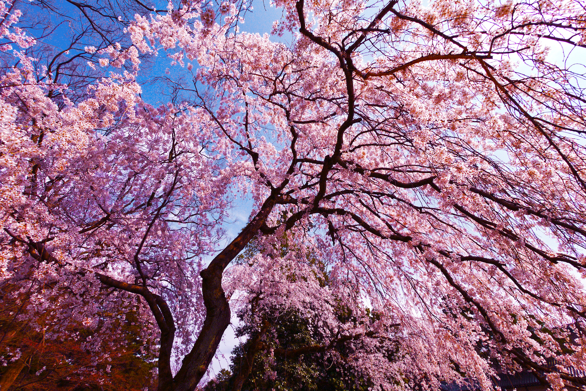 Panasonic Lumix DMC-GX1 + Panasonic Lumix G Vario 7-14mm F4 ASPH sample photo. Spring in kyoto photography