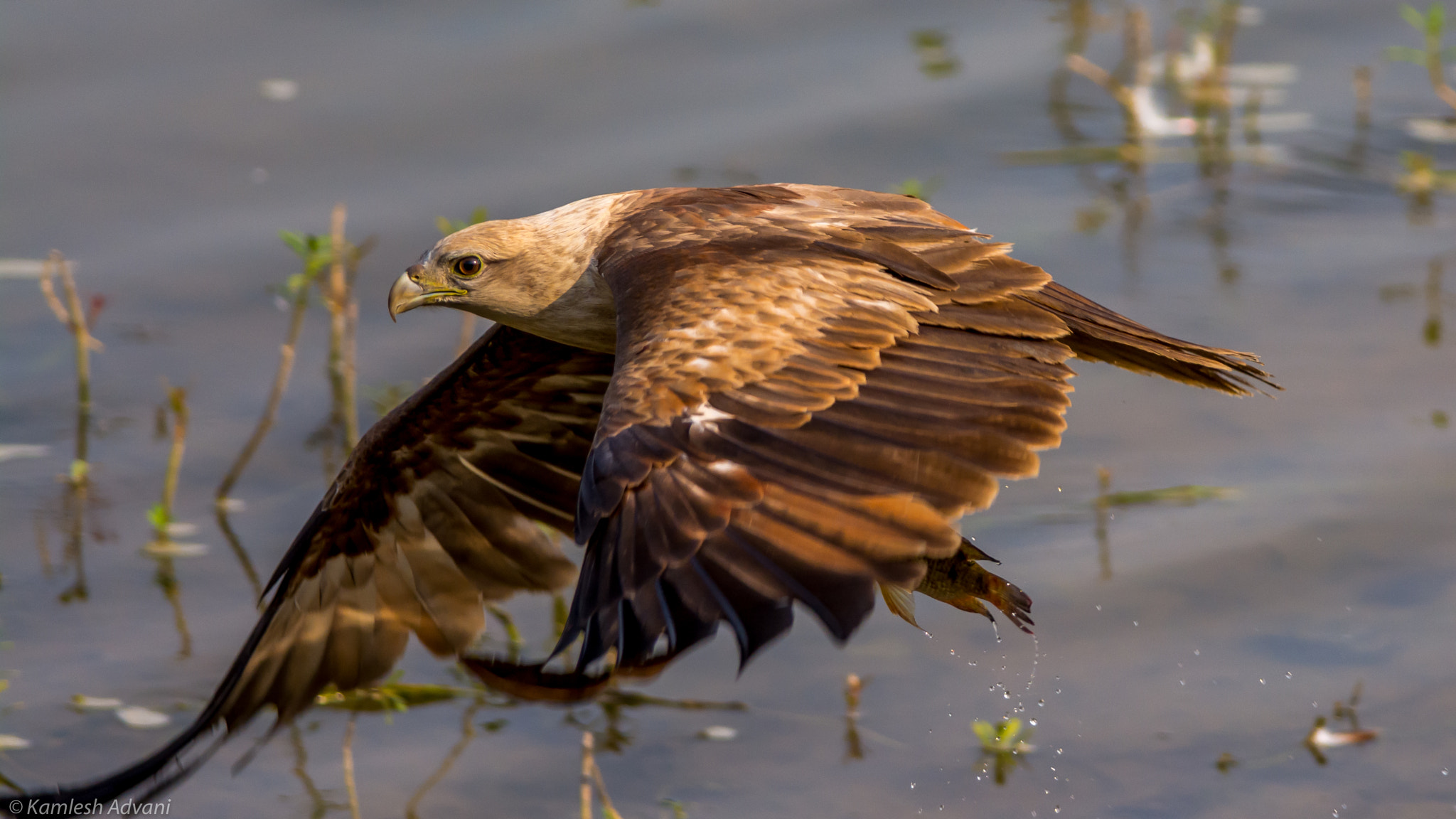 Nikon D5200 + Nikon AF-S Nikkor 300mm F4D ED-IF sample photo. Underbelly prey photography