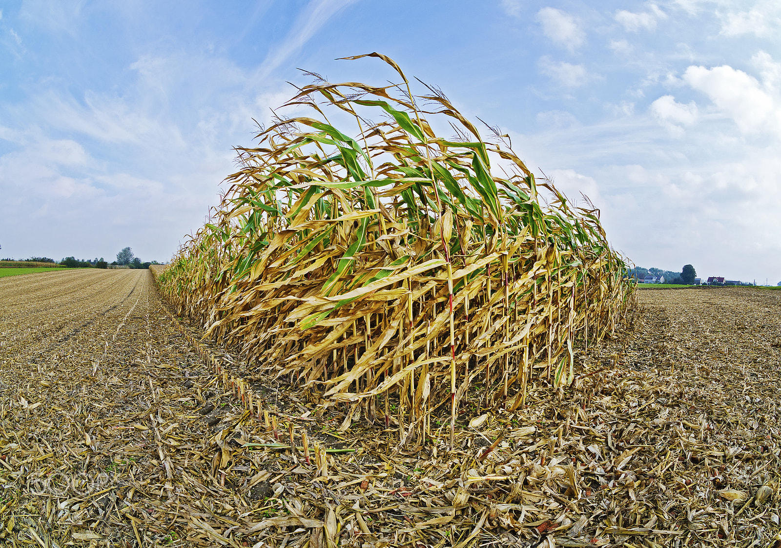 Nikon D7000 + Sigma 10mm F2.8 EX DC HSM Diagonal Fisheye sample photo. Corn field photography