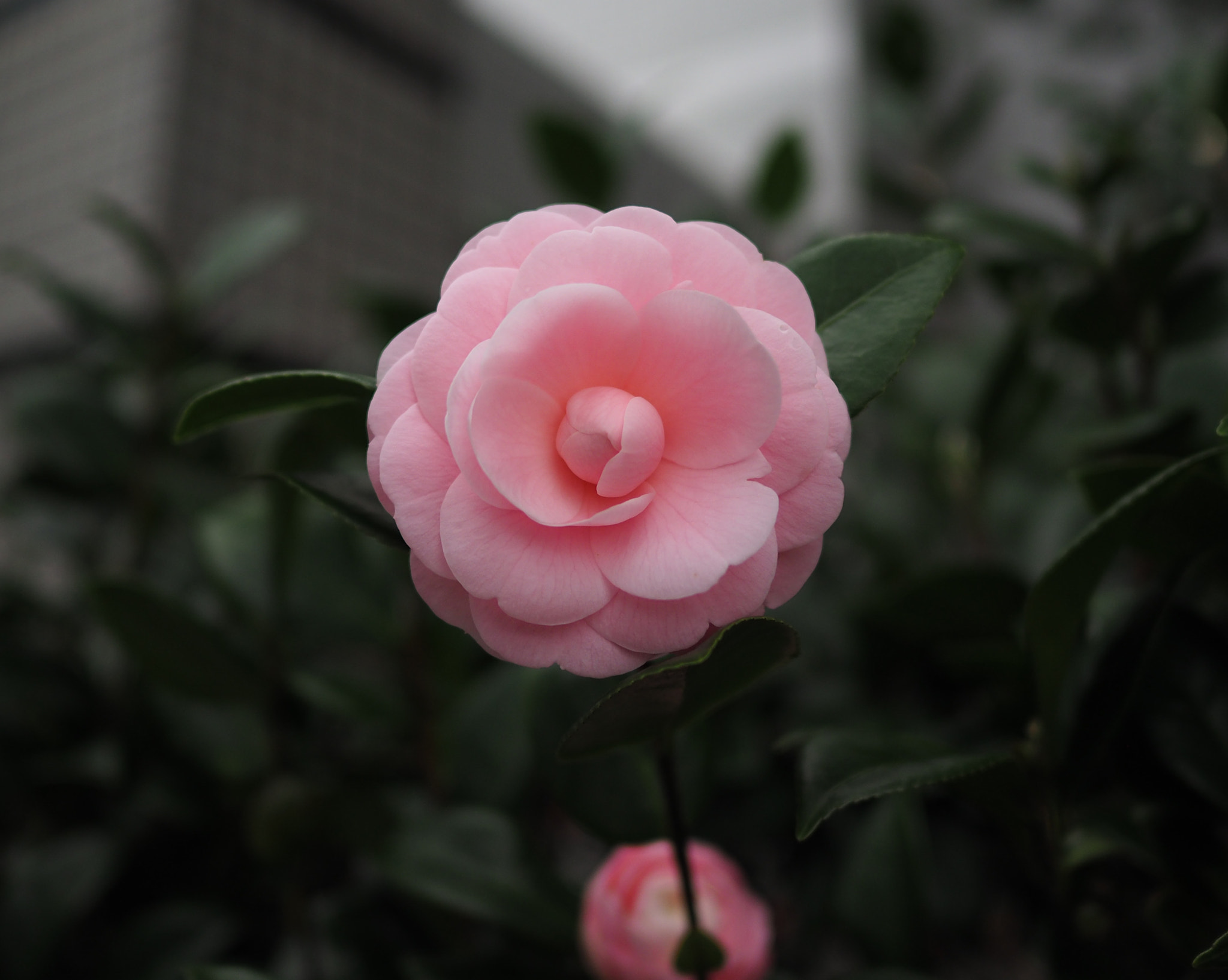 Olympus OM-D E-M5 II + LEICA DG SUMMILUX 15/F1.7 sample photo. Camellia photography