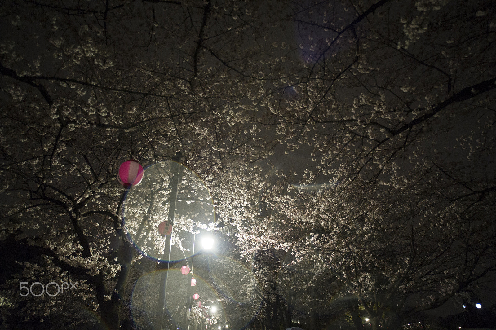 Nikon D3S sample photo. Spring rain, cherry blossoms at night photography