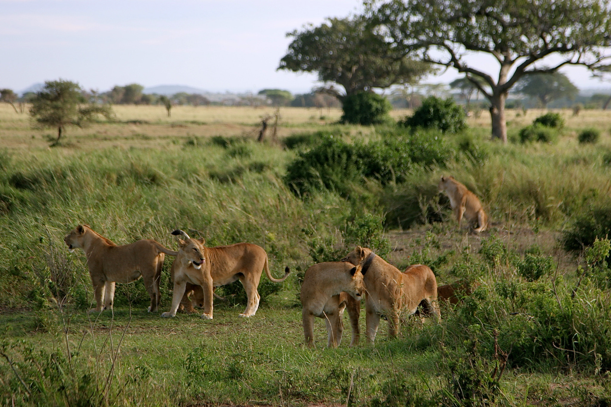 Canon EOS 20D + Canon EF 24-105mm F4L IS USM sample photo. Tanzania photography