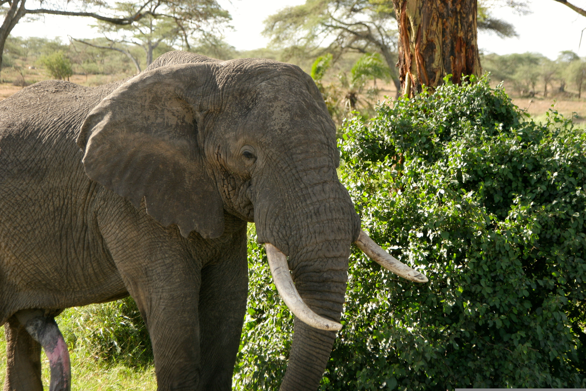 Canon EOS 20D + Canon EF 24-105mm F4L IS USM sample photo. Tanzania photography