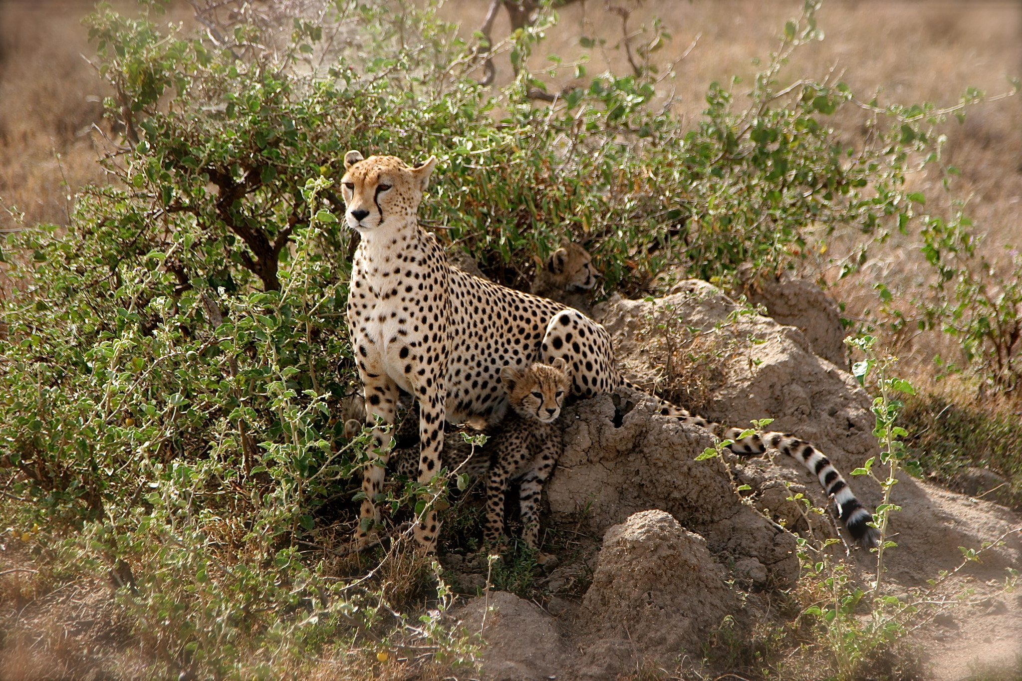 Canon EOS 20D + Canon EF 24-105mm F4L IS USM sample photo. Tanzania photography