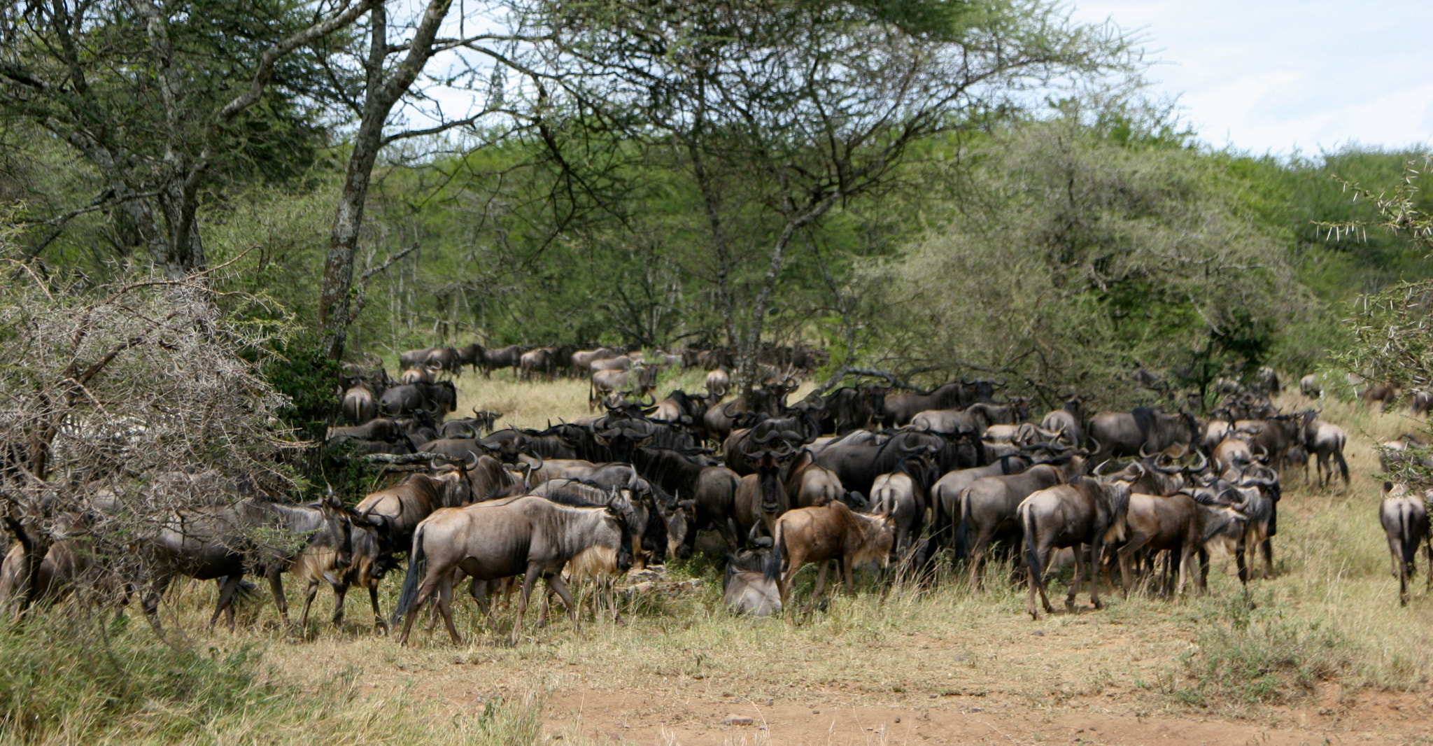 Canon EOS 20D + Canon EF 24-105mm F4L IS USM sample photo. Tanzania photography