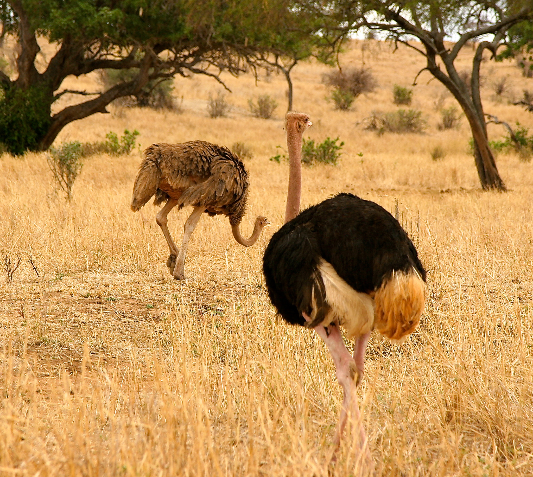 Canon EOS 20D + Canon EF 24-105mm F4L IS USM sample photo. Tanzania photography