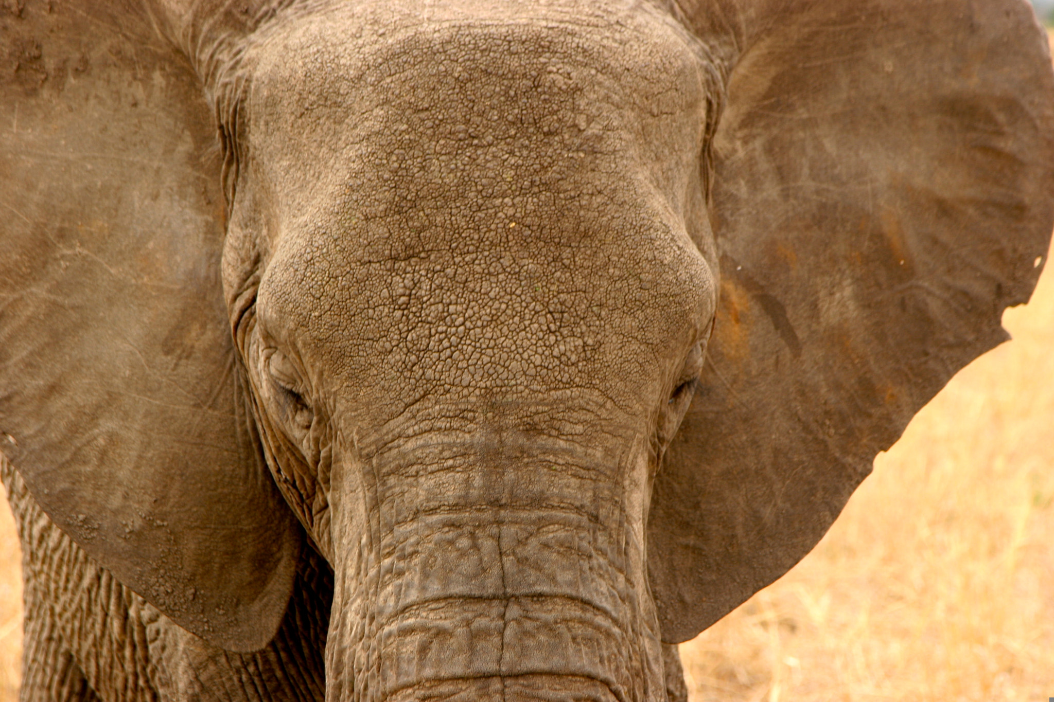 Canon EOS 20D + Canon EF 24-105mm F4L IS USM sample photo. Tanzania photography