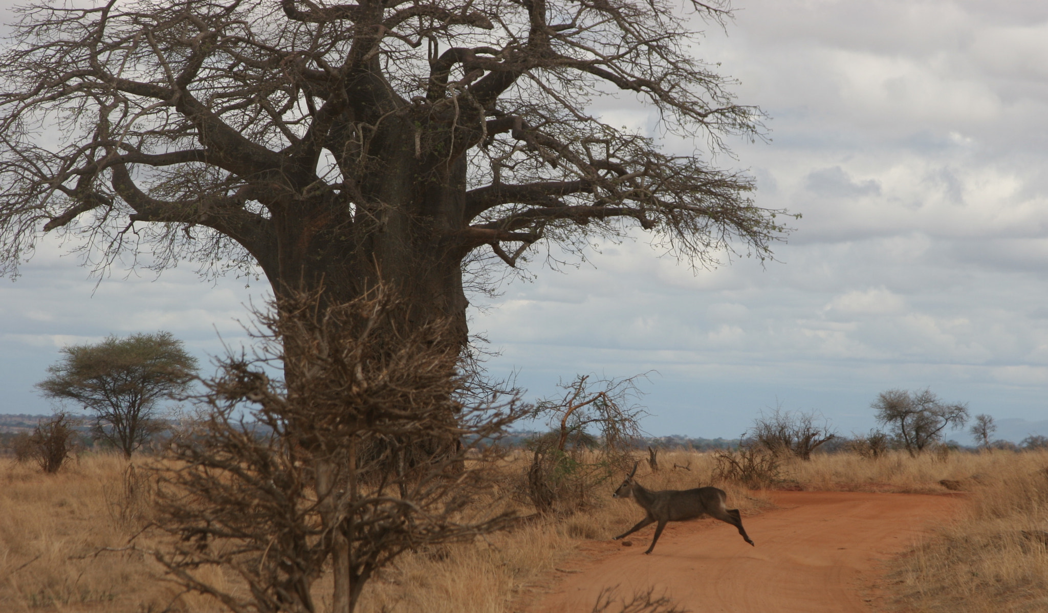 Canon EOS 20D + Canon EF 24-105mm F4L IS USM sample photo. Tanzania photography