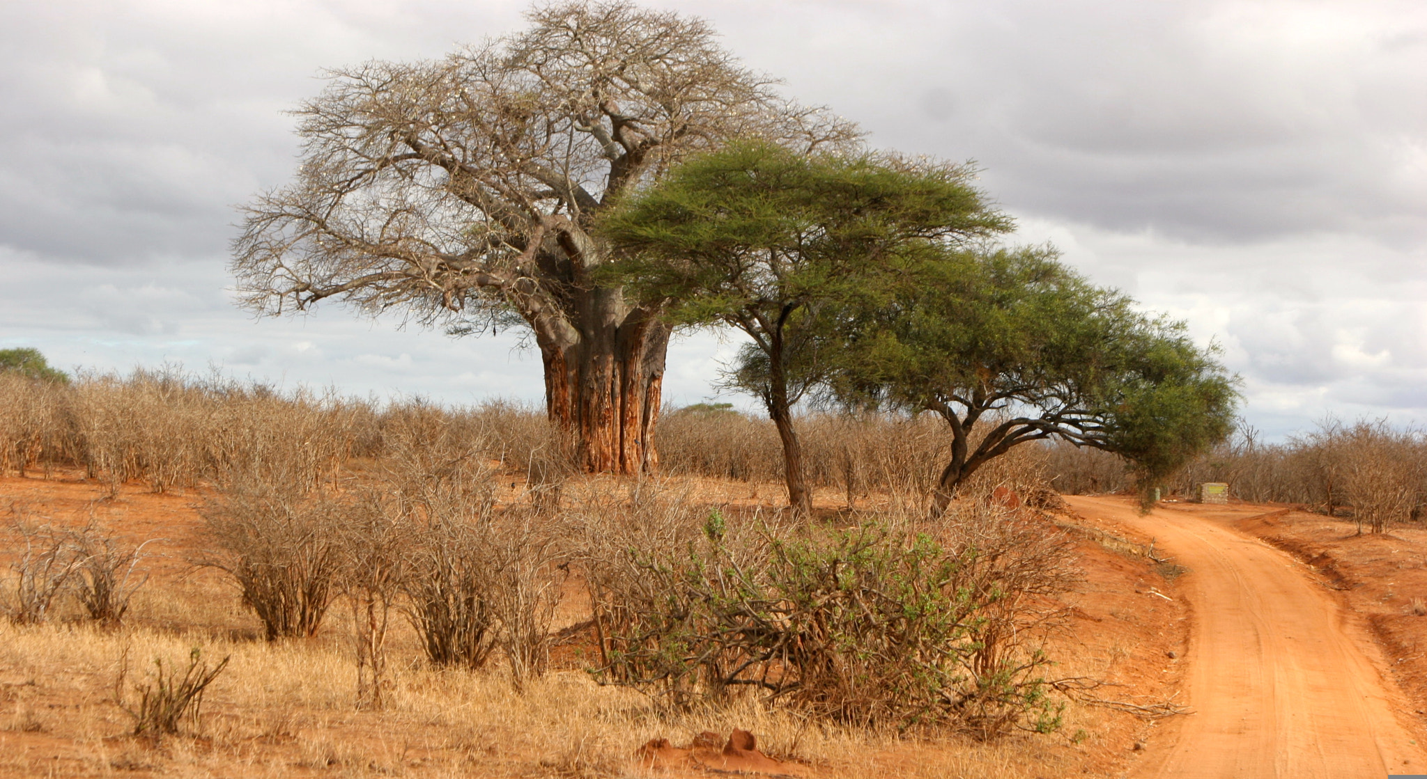 Canon EOS 20D + Canon EF 24-105mm F4L IS USM sample photo. Tanzania photography