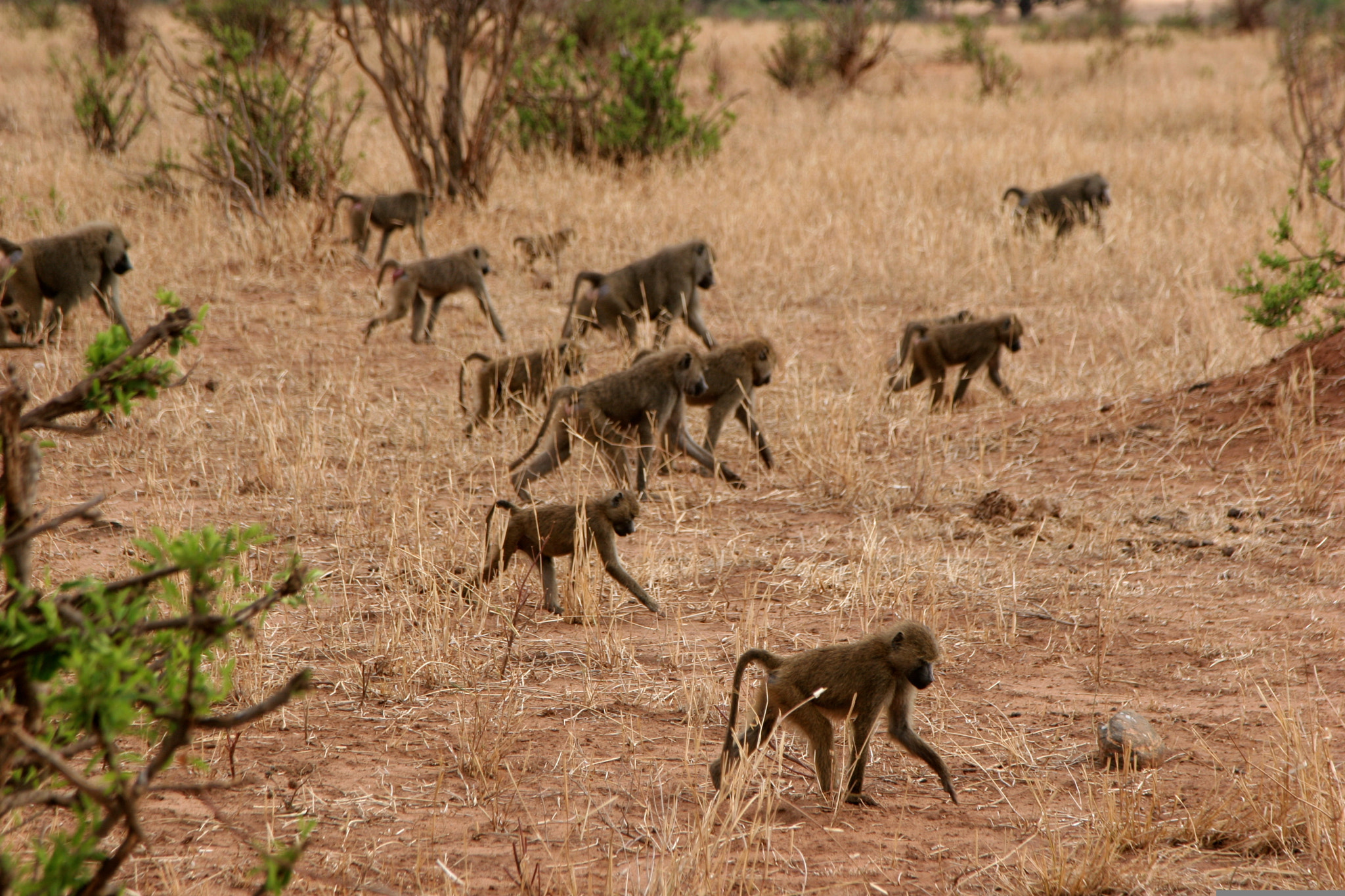 Canon EOS 20D + Canon EF 24-105mm F4L IS USM sample photo. Tanzania photography