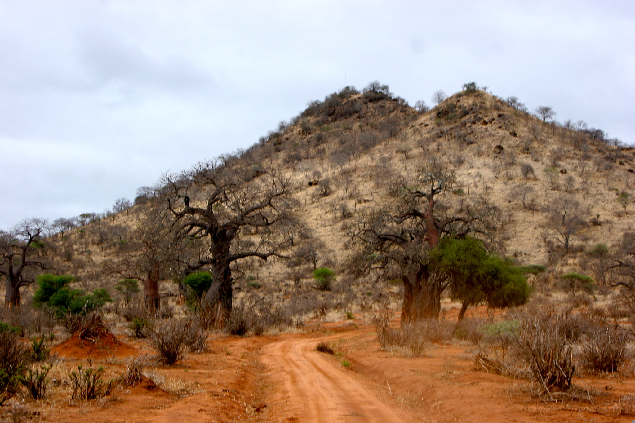 Canon EOS 20D + Canon EF 24-105mm F4L IS USM sample photo. Tanzania photography