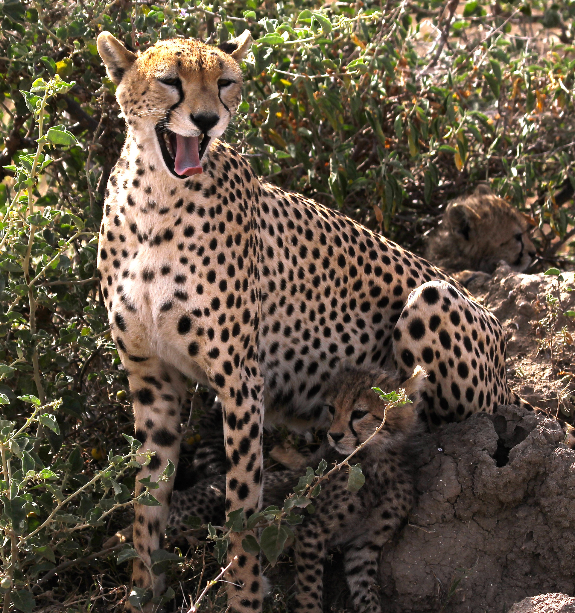 Sigma 150-600mm F5-6.3 DG OS HSM | C sample photo. Tanzania photography