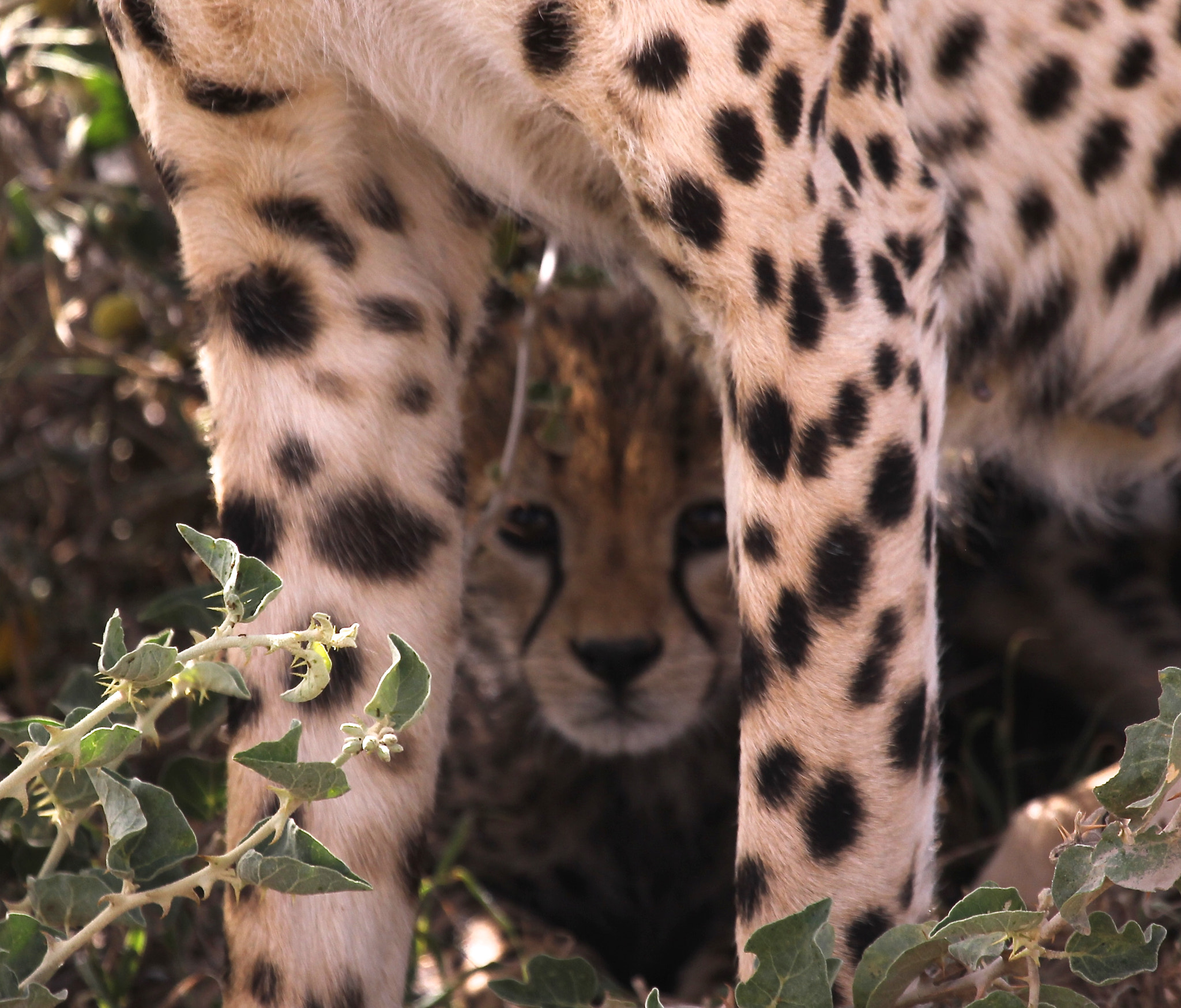 Canon EF 100-400mm F4.5-5.6L IS USM sample photo. Tanzania photography