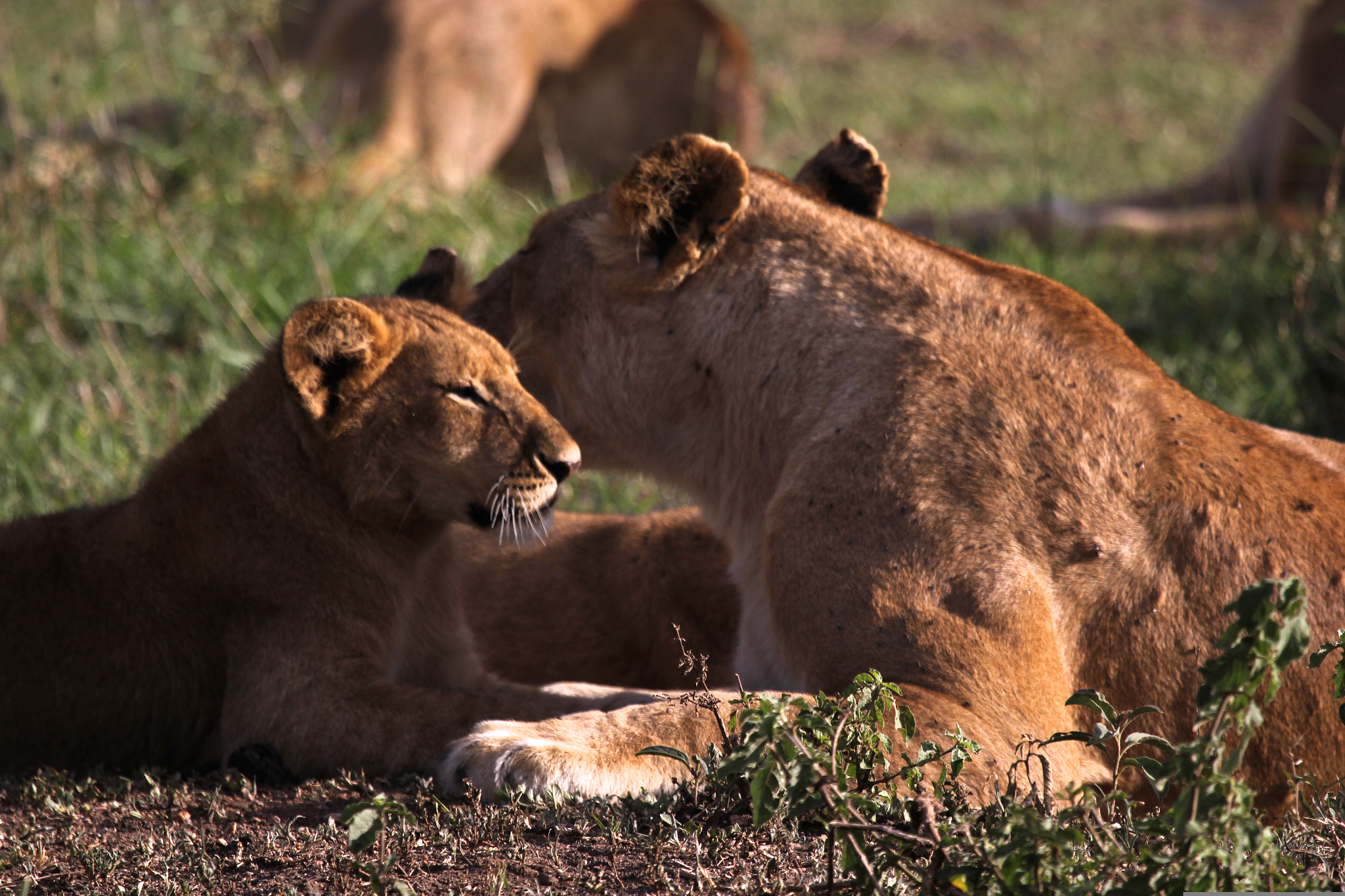 Canon EF 100-400mm F4.5-5.6L IS USM sample photo. Tanzania photography