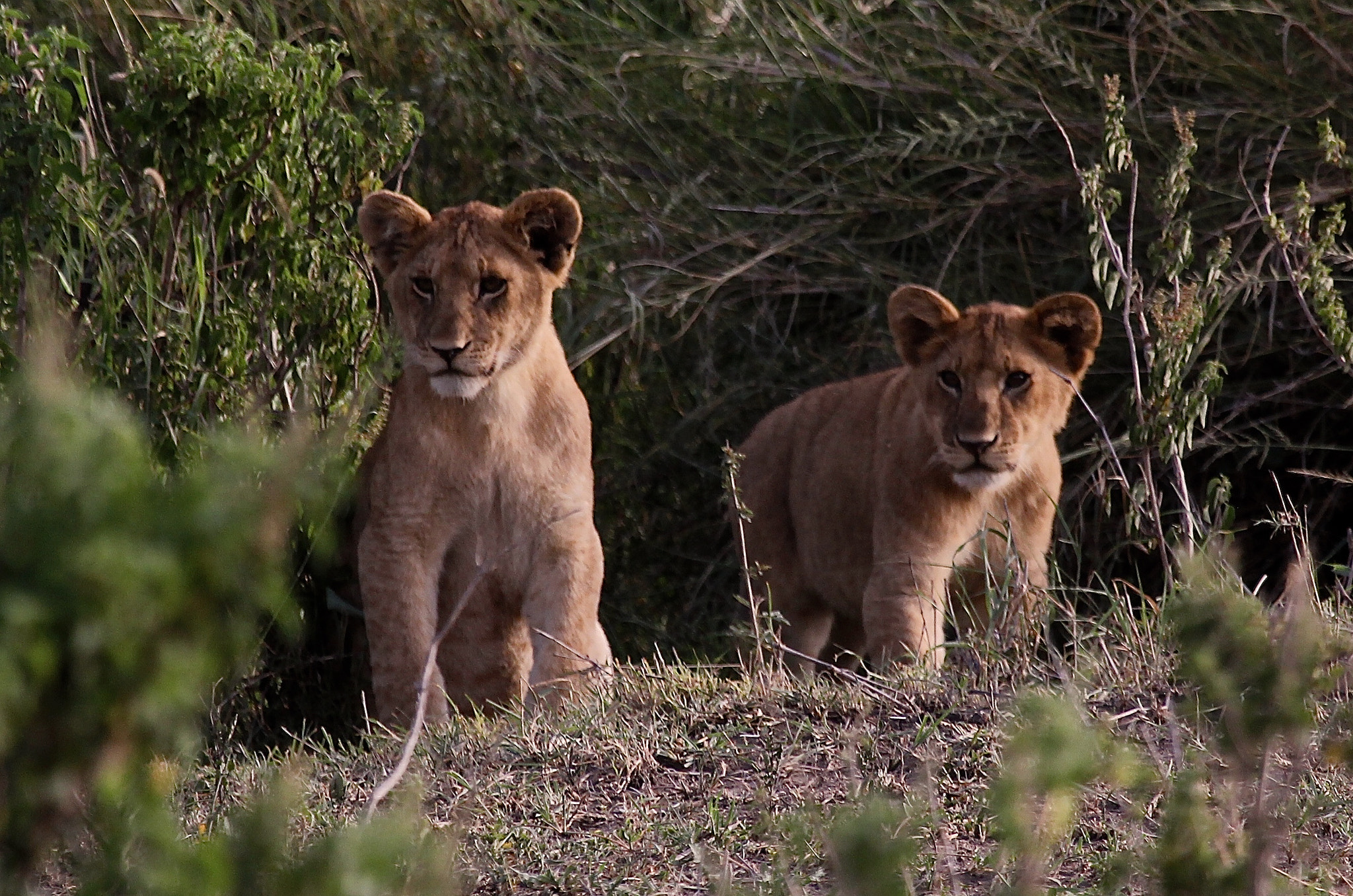 Canon EF 100-400mm F4.5-5.6L IS USM sample photo. Tanzania photography
