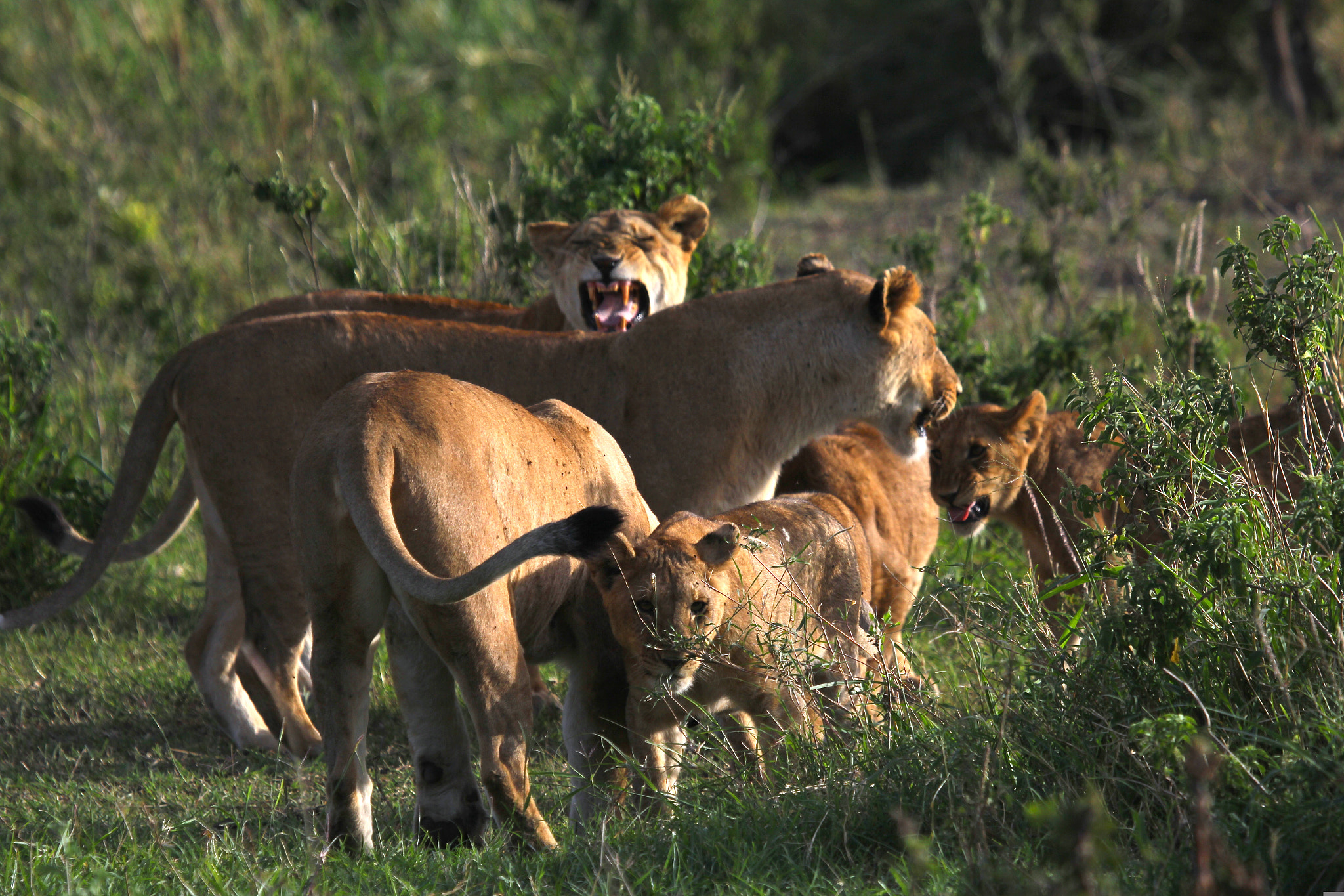 Canon EF 100-400mm F4.5-5.6L IS USM sample photo. Tanzania photography