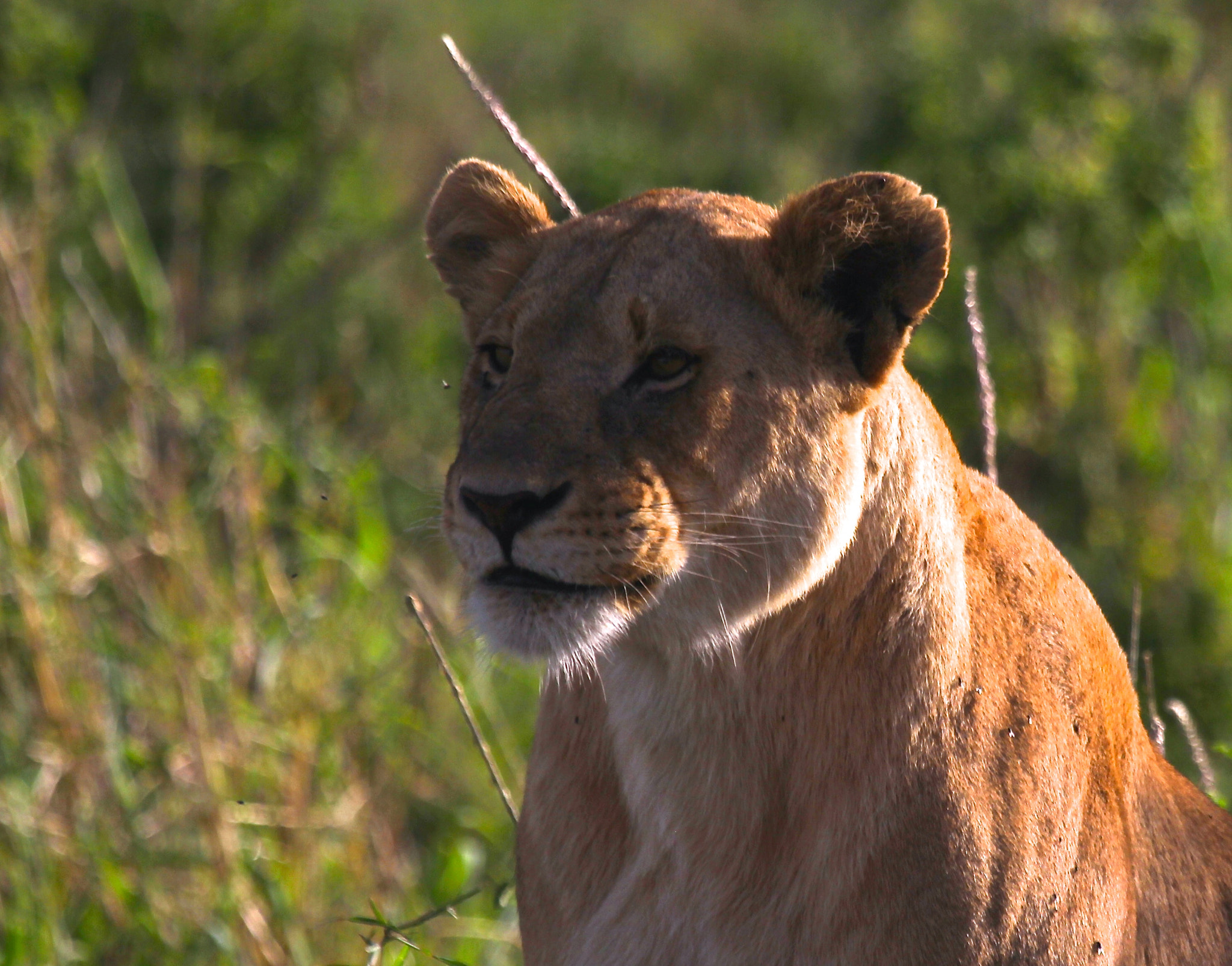 Canon EF 100-400mm F4.5-5.6L IS USM sample photo. Tanzania photography