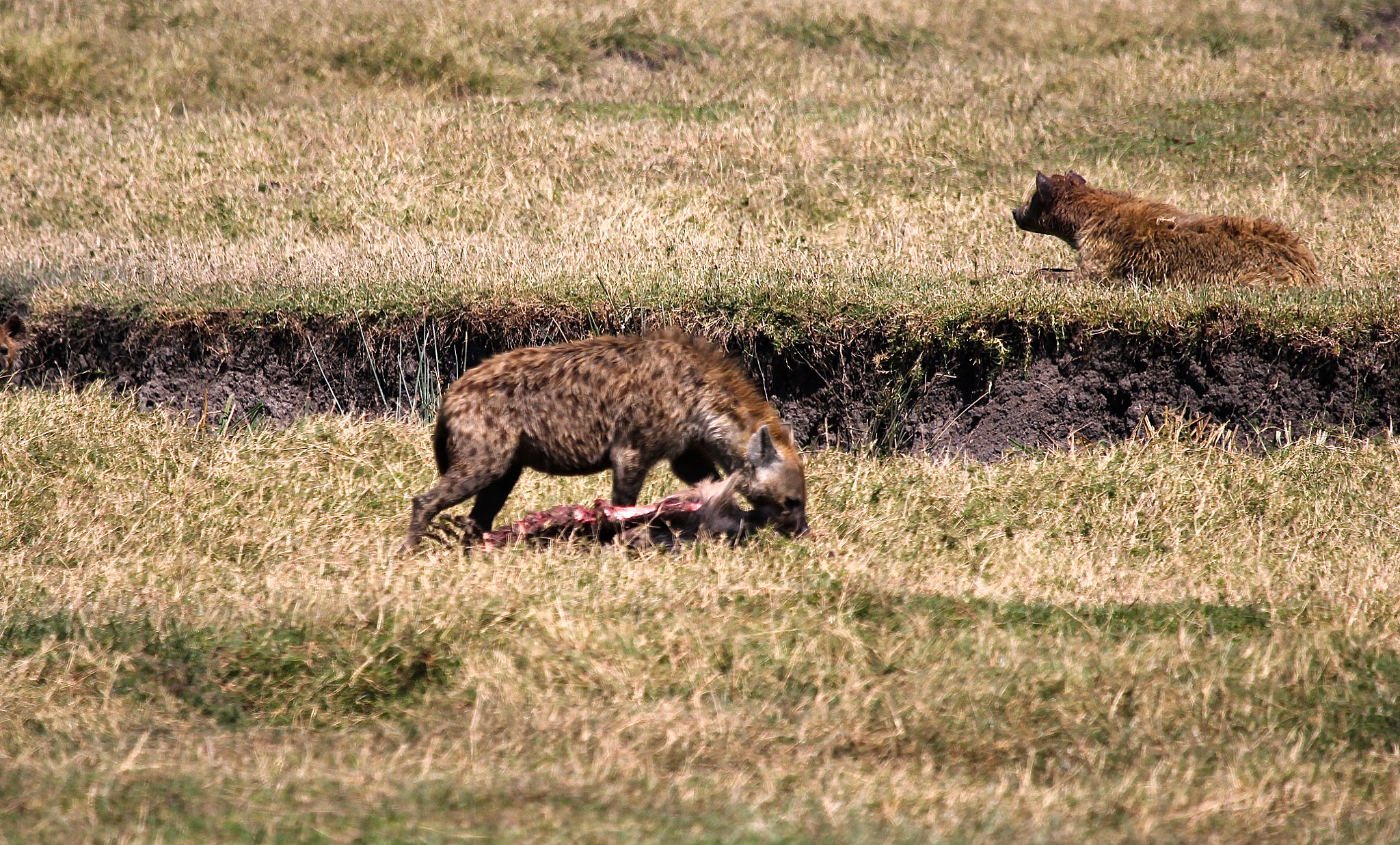 Canon EF 100-400mm F4.5-5.6L IS USM sample photo. Tanzania photography