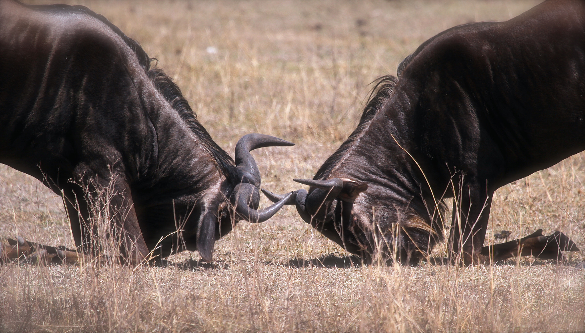 Canon EF 100-400mm F4.5-5.6L IS USM sample photo. Tanzania photography