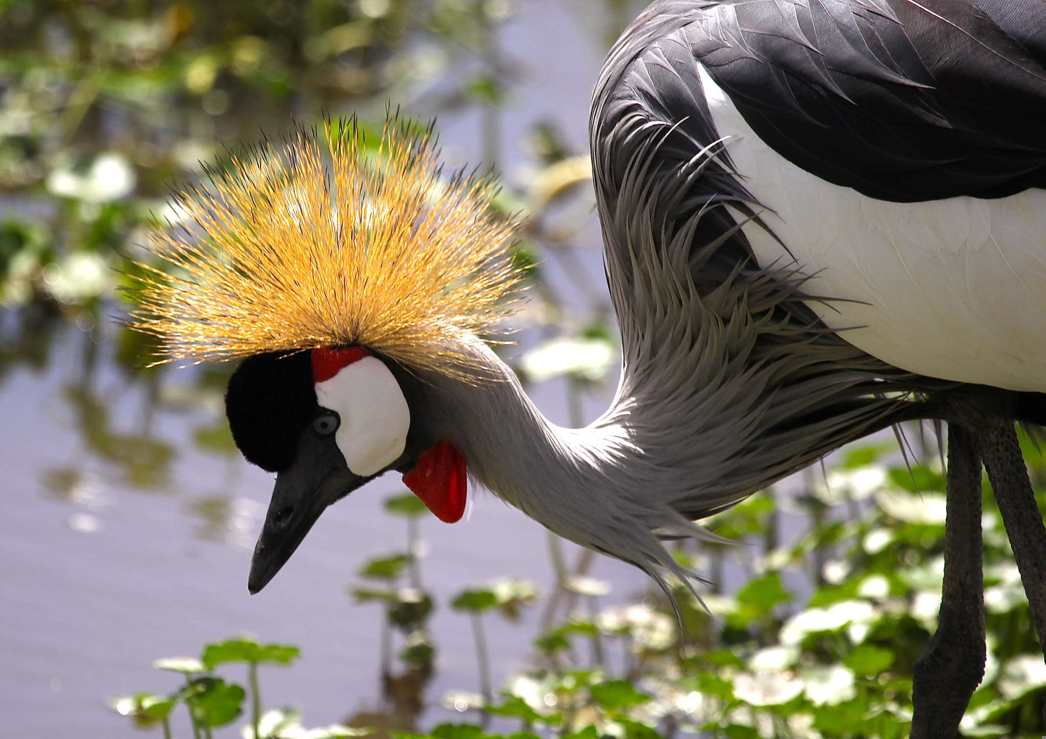 Canon EF 100-400mm F4.5-5.6L IS USM sample photo. Tanzania photography