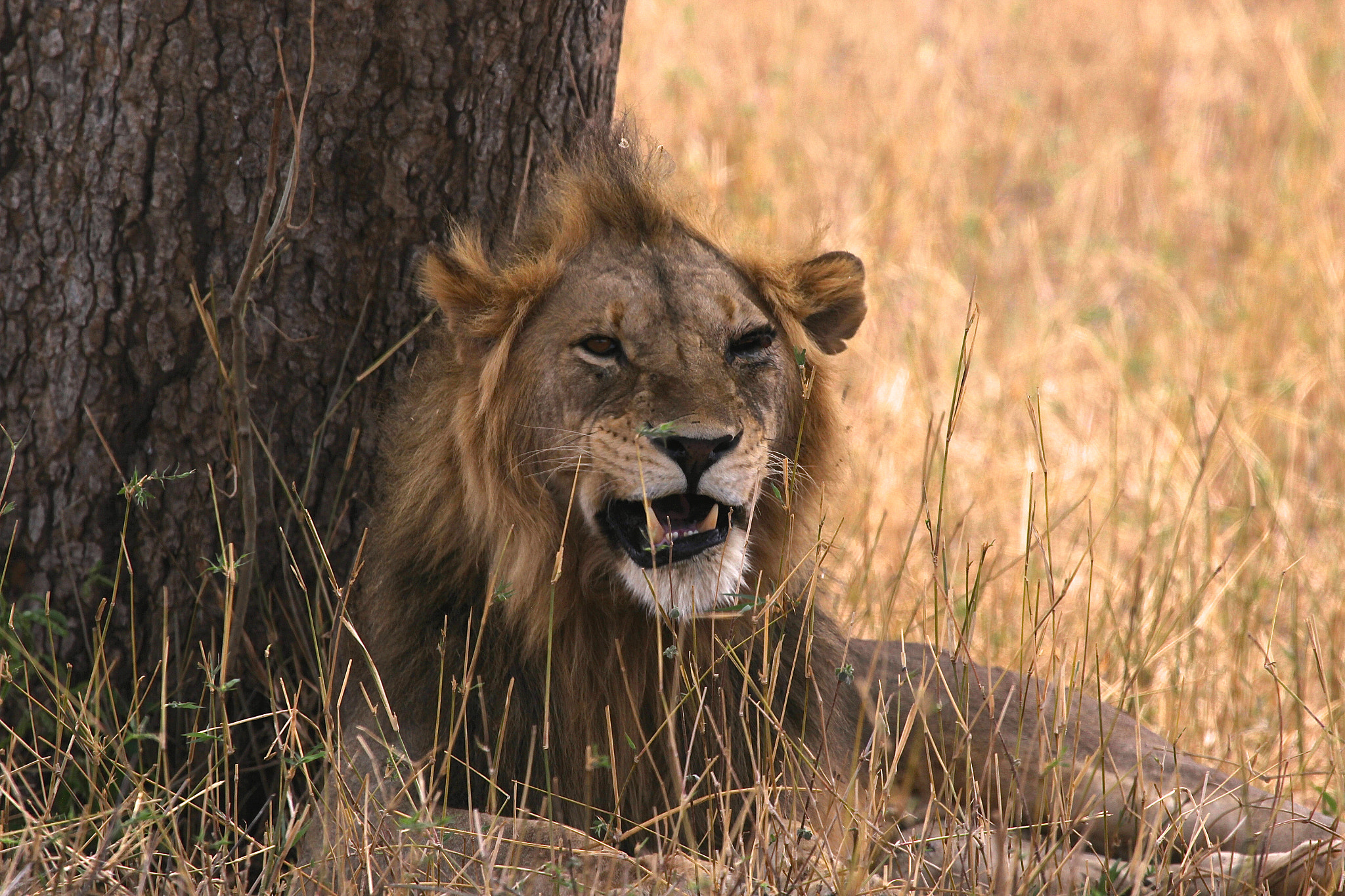 Canon EF 100-400mm F4.5-5.6L IS USM sample photo. Tanzania photography