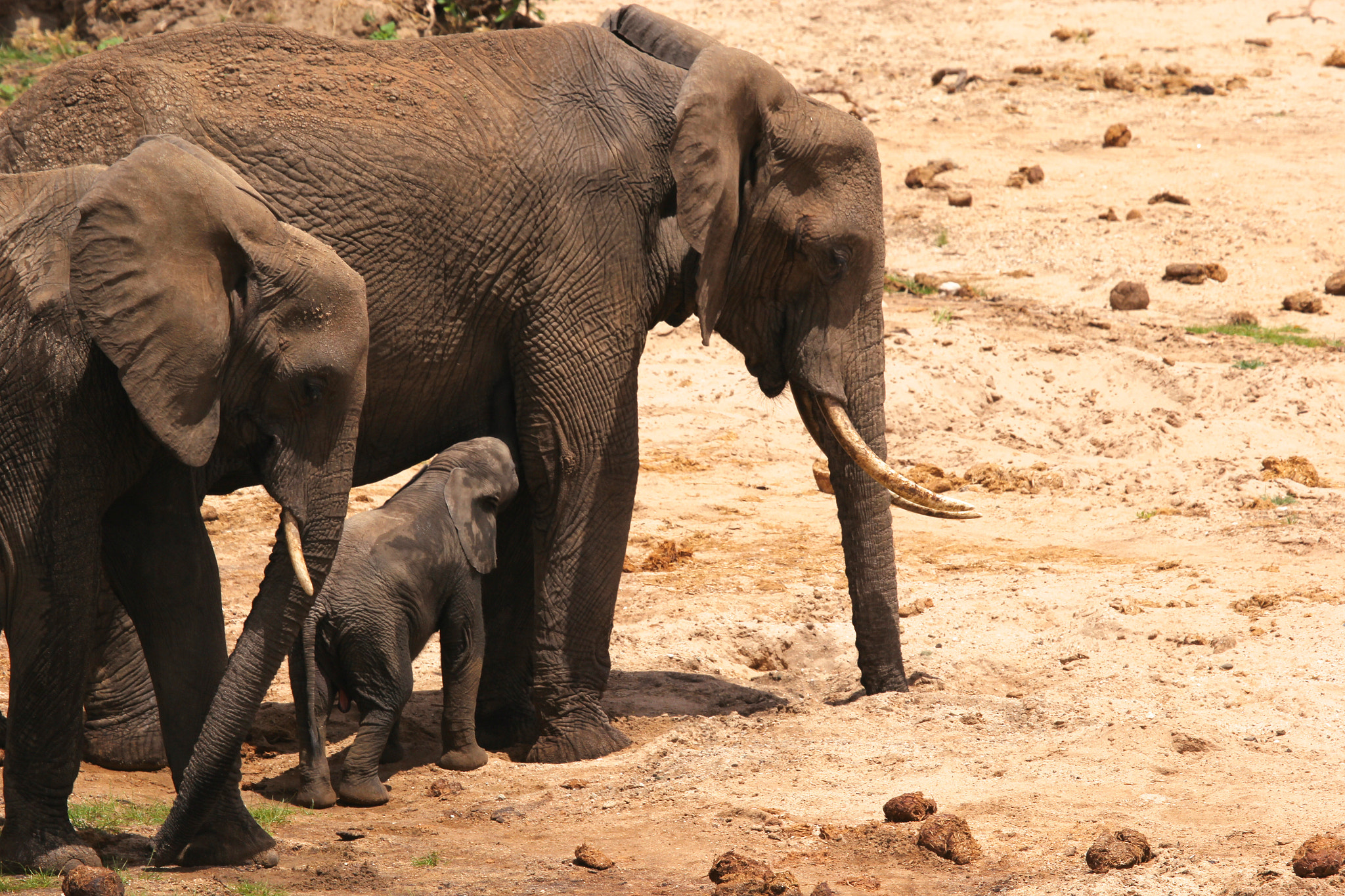Canon EF 100-400mm F4.5-5.6L IS USM sample photo. Tanzania photography