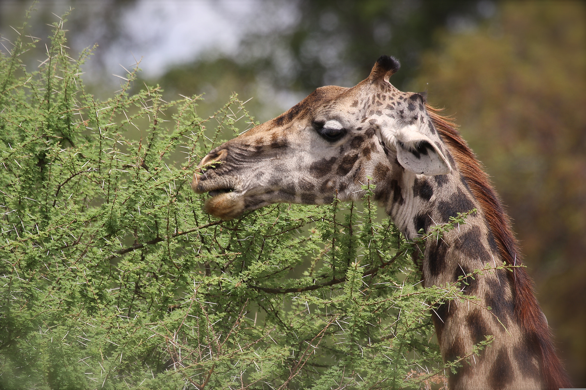 Canon EF 100-400mm F4.5-5.6L IS USM sample photo. Tanzania photography