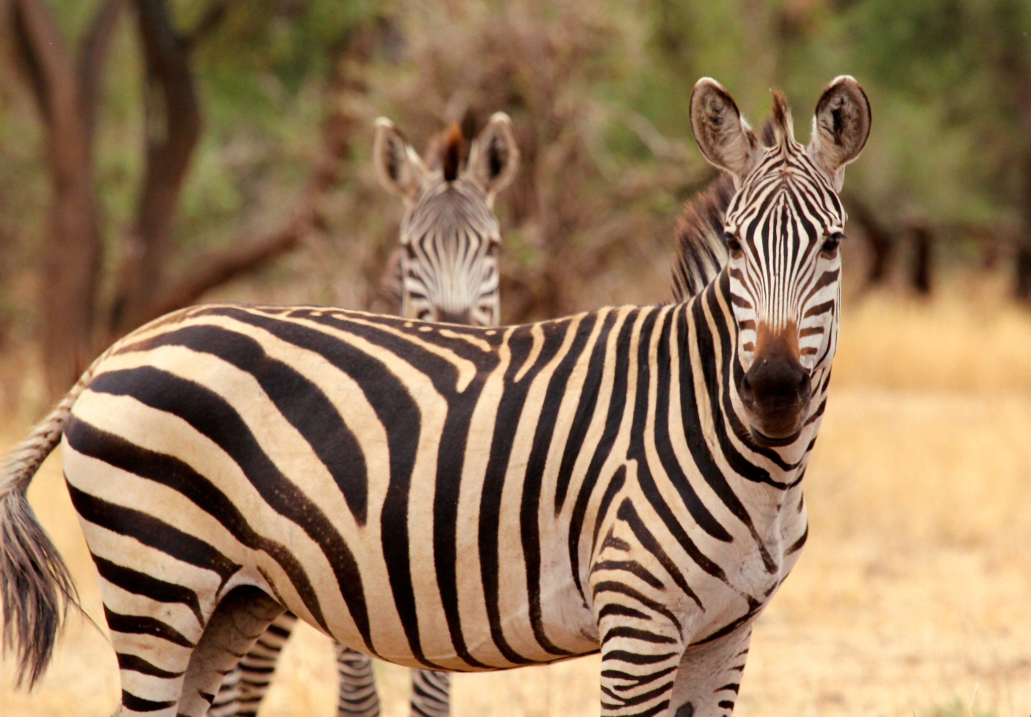 Canon EF 100-400mm F4.5-5.6L IS USM sample photo. Tanzania photography