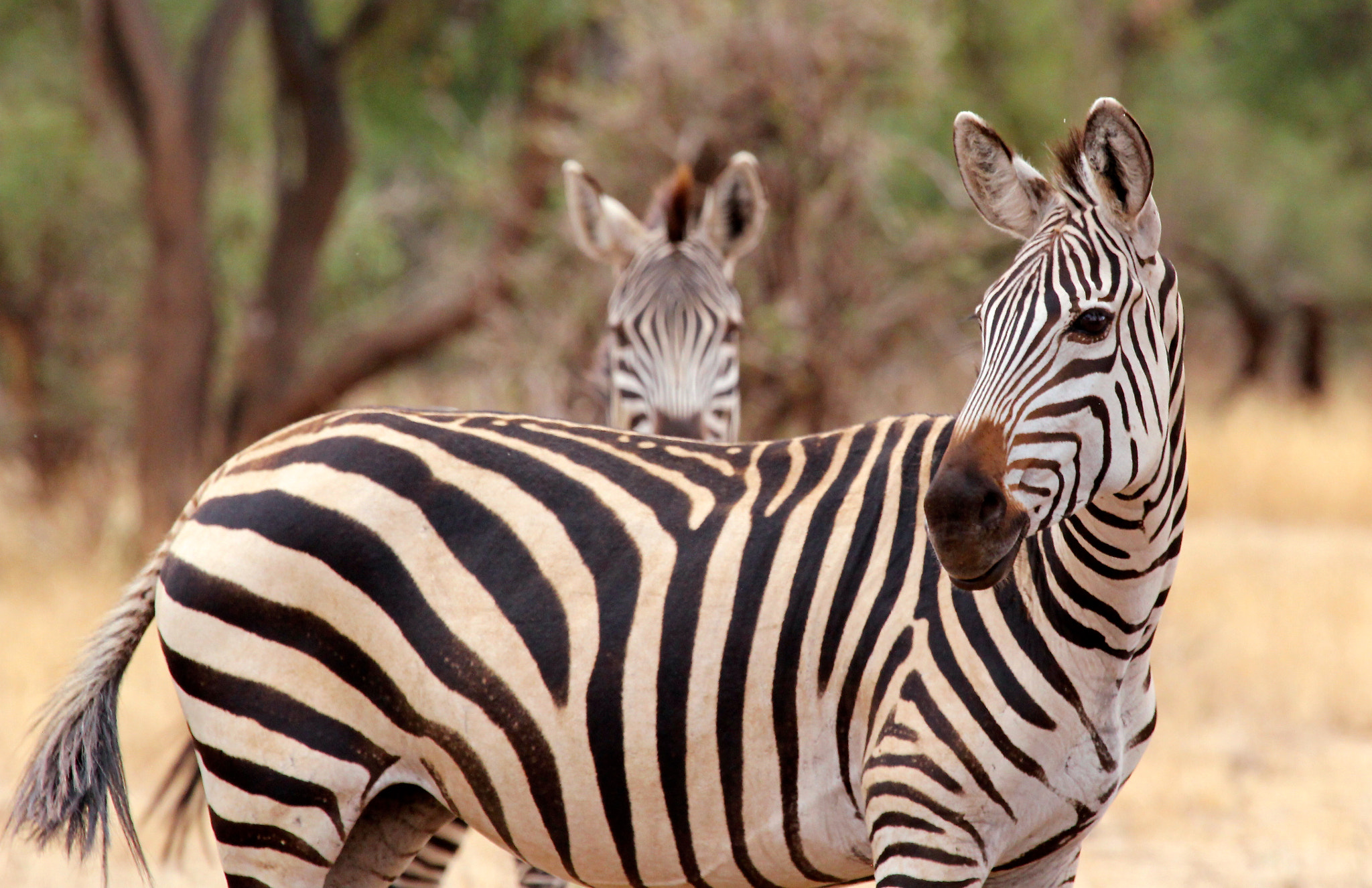 Canon EF 100-400mm F4.5-5.6L IS USM sample photo. Tanzania photography