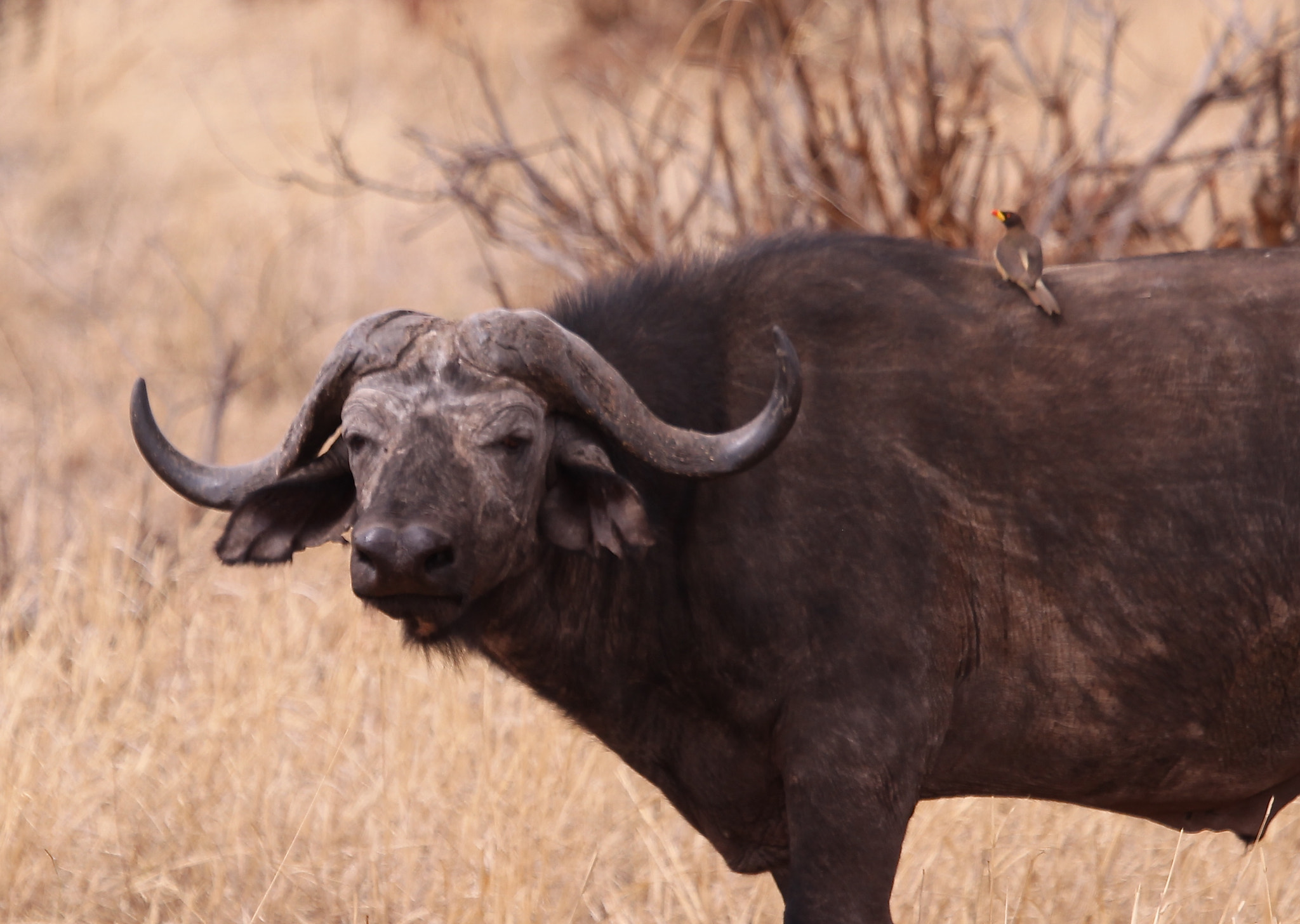 Canon EF 100-400mm F4.5-5.6L IS USM sample photo. Tanzania photography