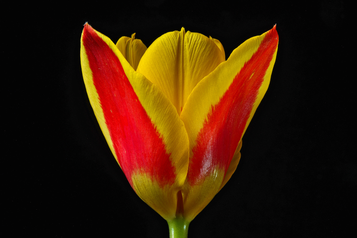 100mm F2.8 SSM sample photo. Tulip 3 photography