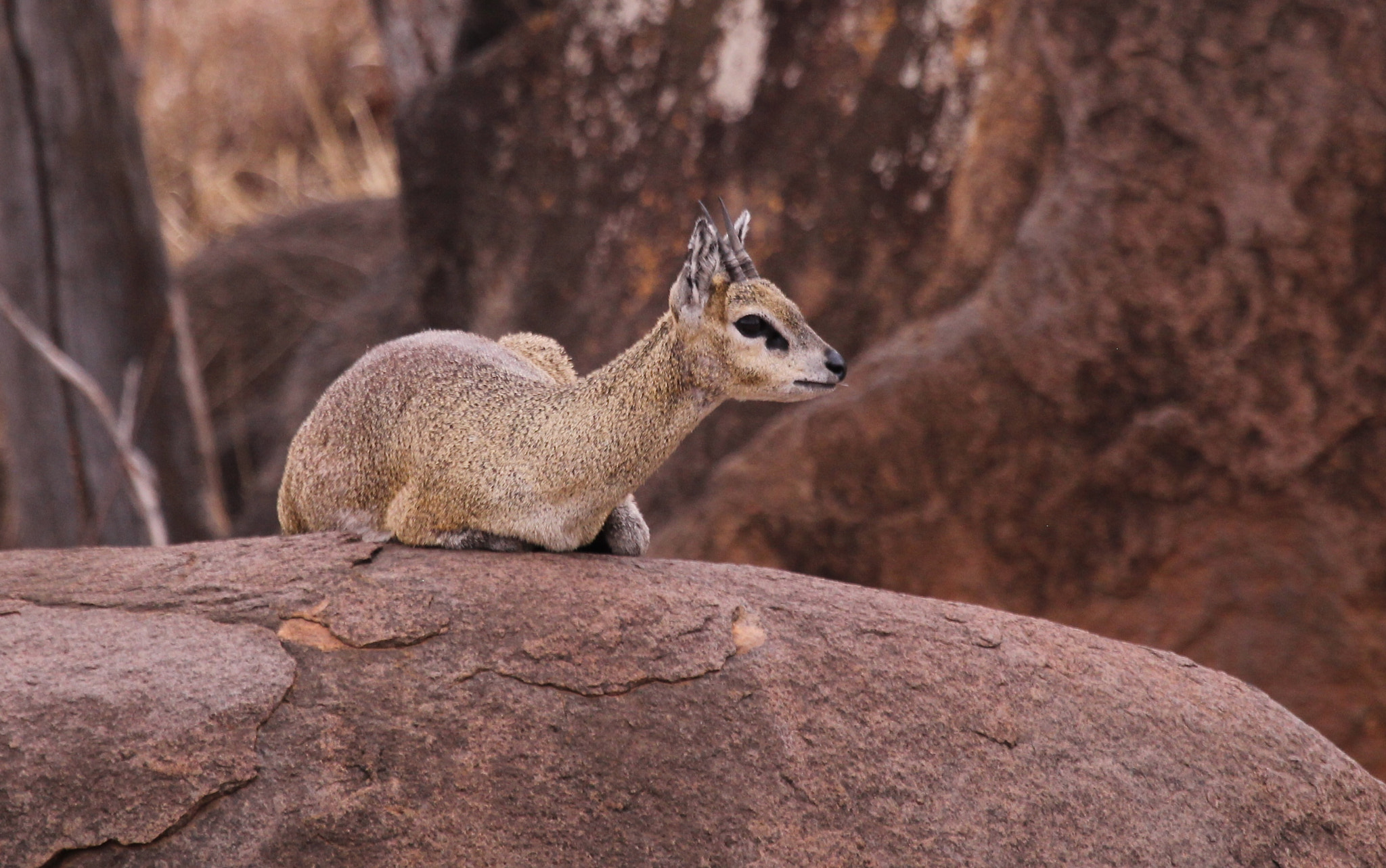 Canon EF 100-400mm F4.5-5.6L IS USM sample photo. Tanzania photography