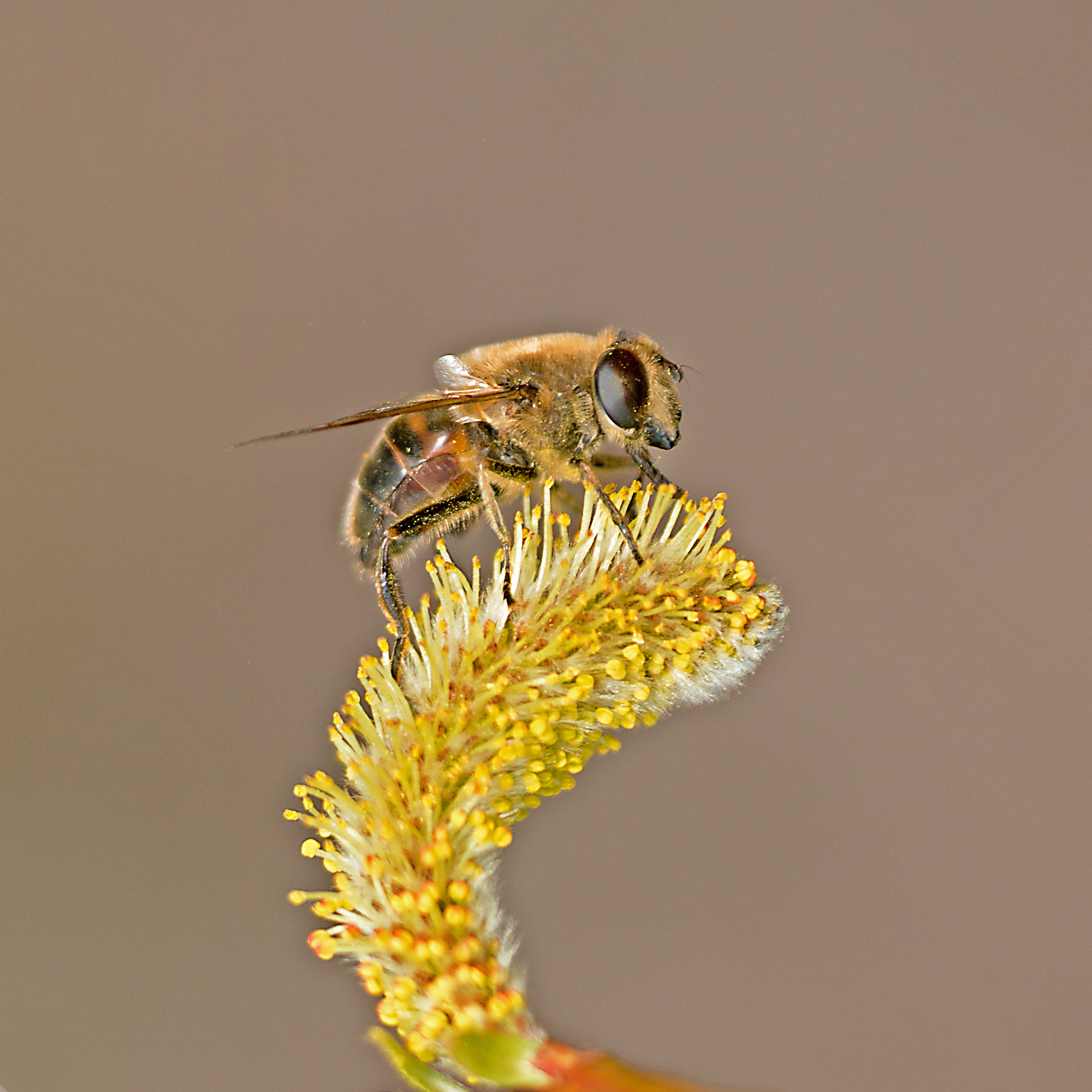 Sigma 150mm f/2.8 EX DG OS HSM APO Macro sample photo. Schwebefliege 6 photography