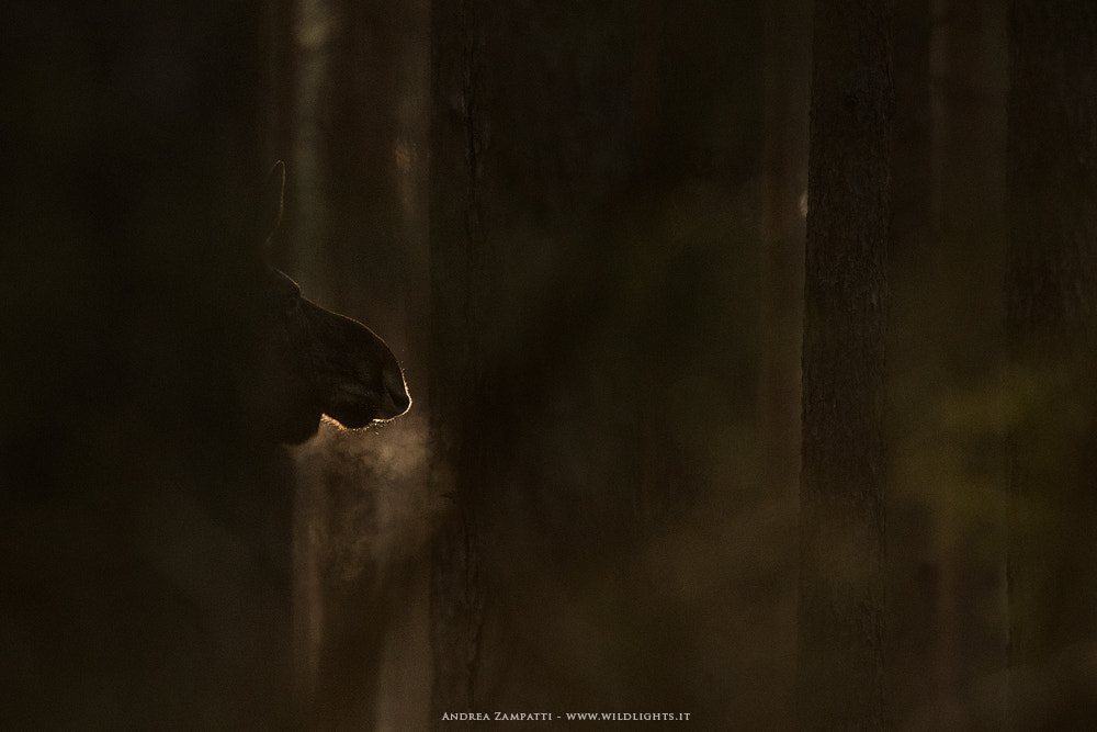 Nikon D4 + Nikon AF-S Nikkor 300mm F4D ED-IF sample photo. Morning in the woods photography
