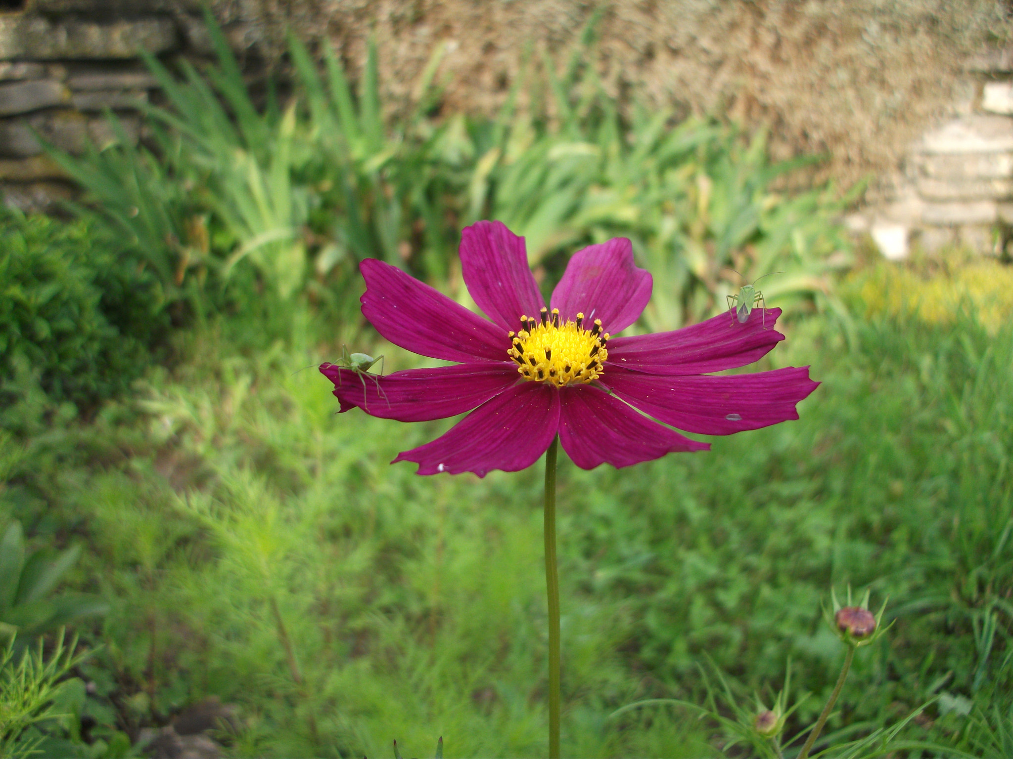 Fujifilm FinePix AV100 sample photo. Flowers photography