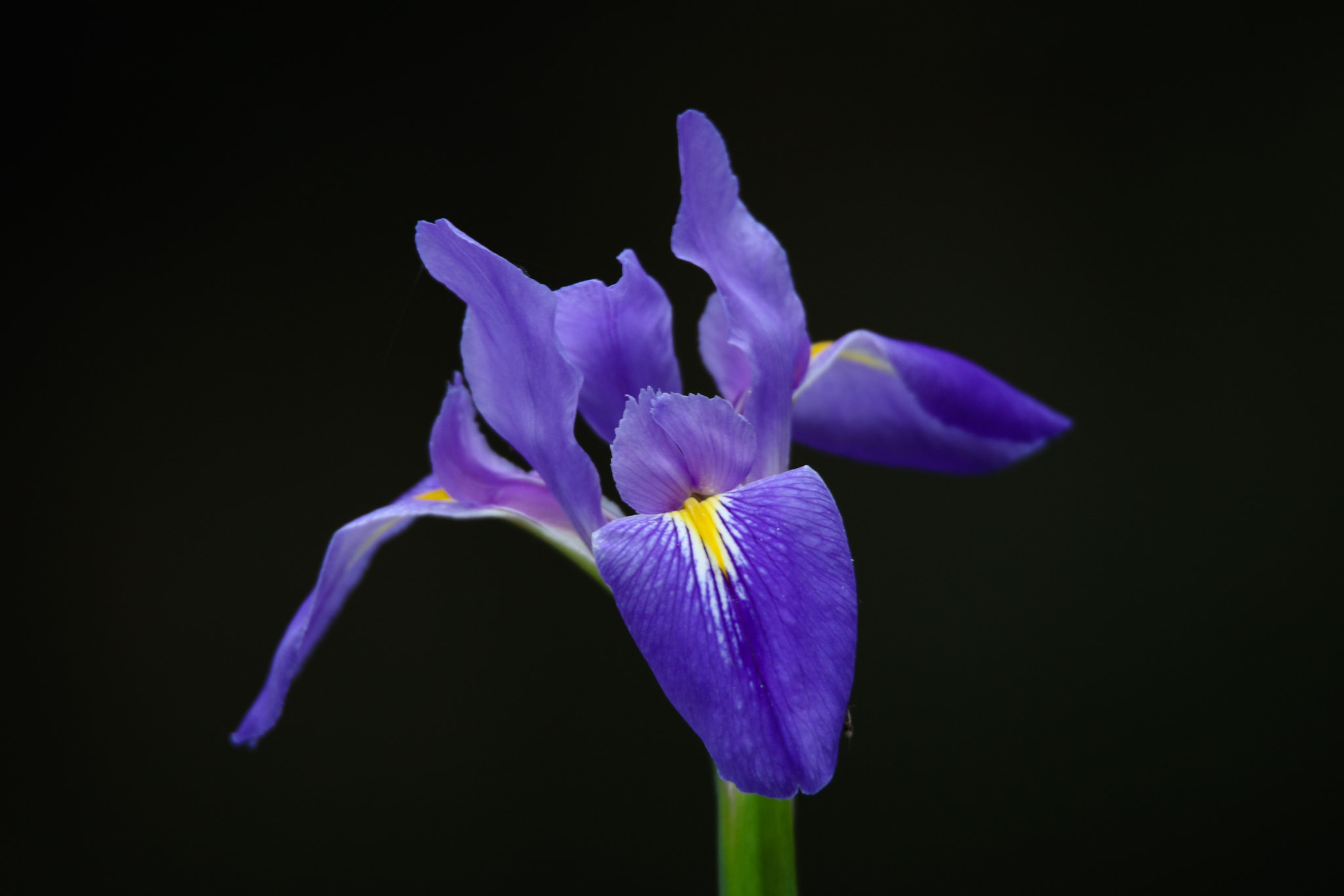 Tamron SP 150-600mm F5-6.3 Di VC USD sample photo. Purple photography