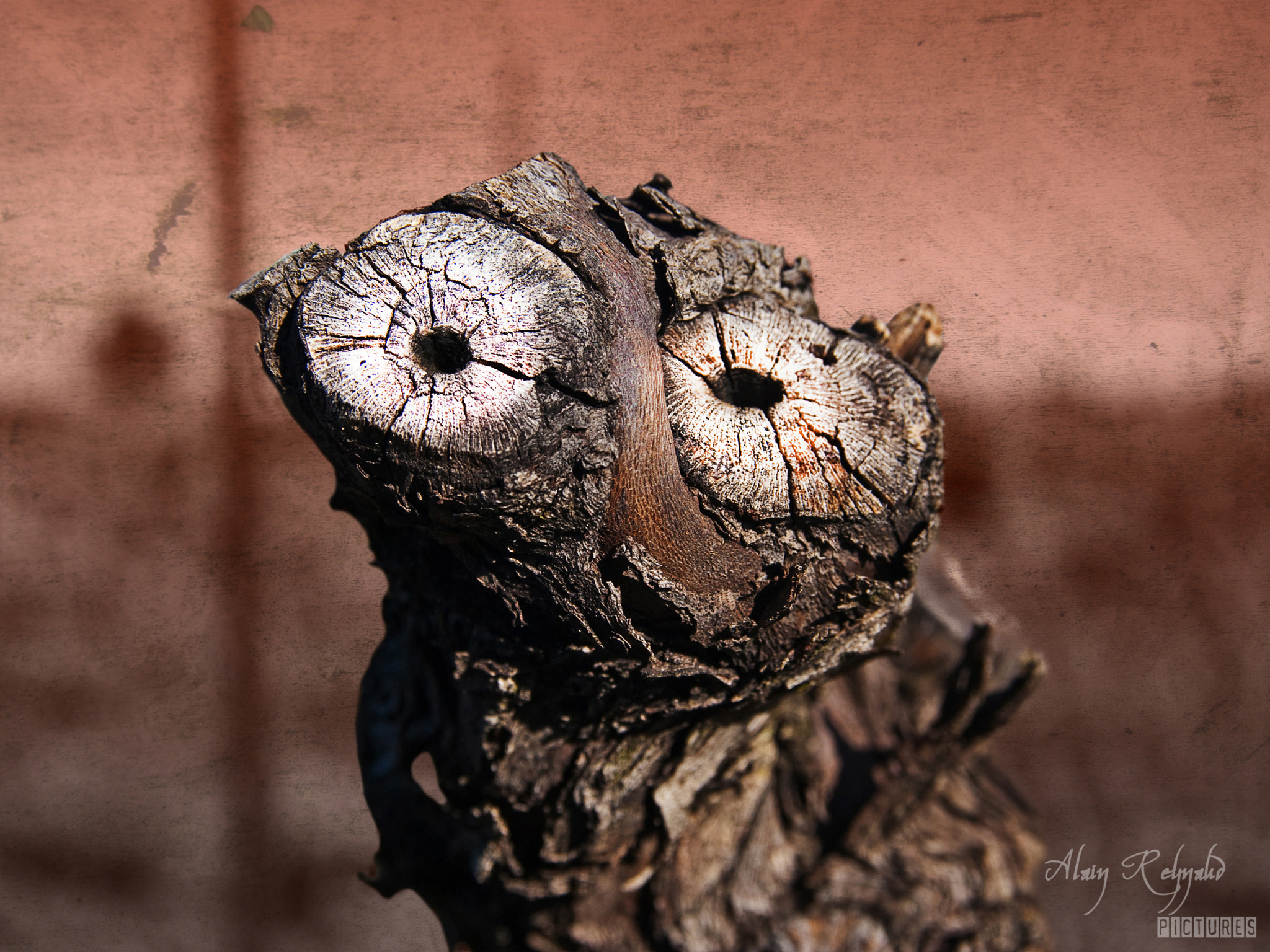 Pentax K10D + Sigma sample photo. Skat - vineyard monster photography