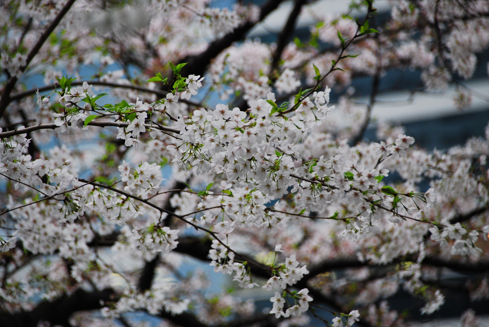 Nikon D40X sample photo. Tokyo photography