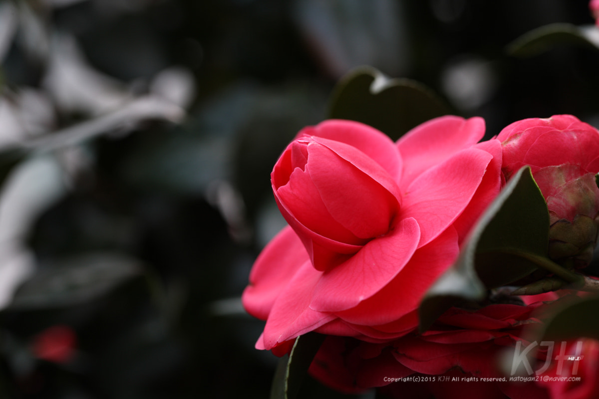 Canon EOS 5D + Canon EF 100mm F2.8L Macro IS USM sample photo. A camellia flower photography