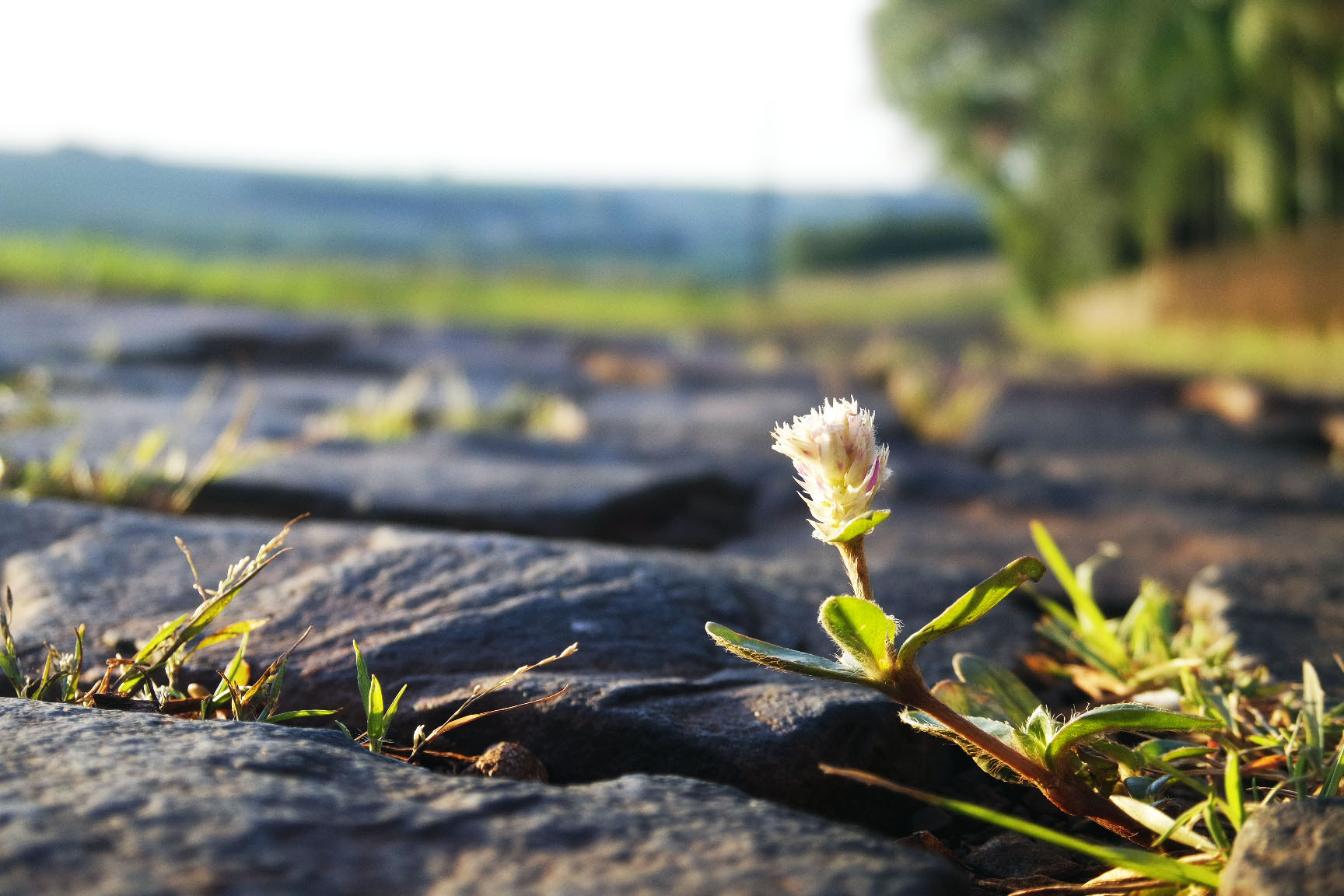 Samsung NX-M 9-27mm F3.5-5.6 ED OIS sample photo. Flores no asfalto photography