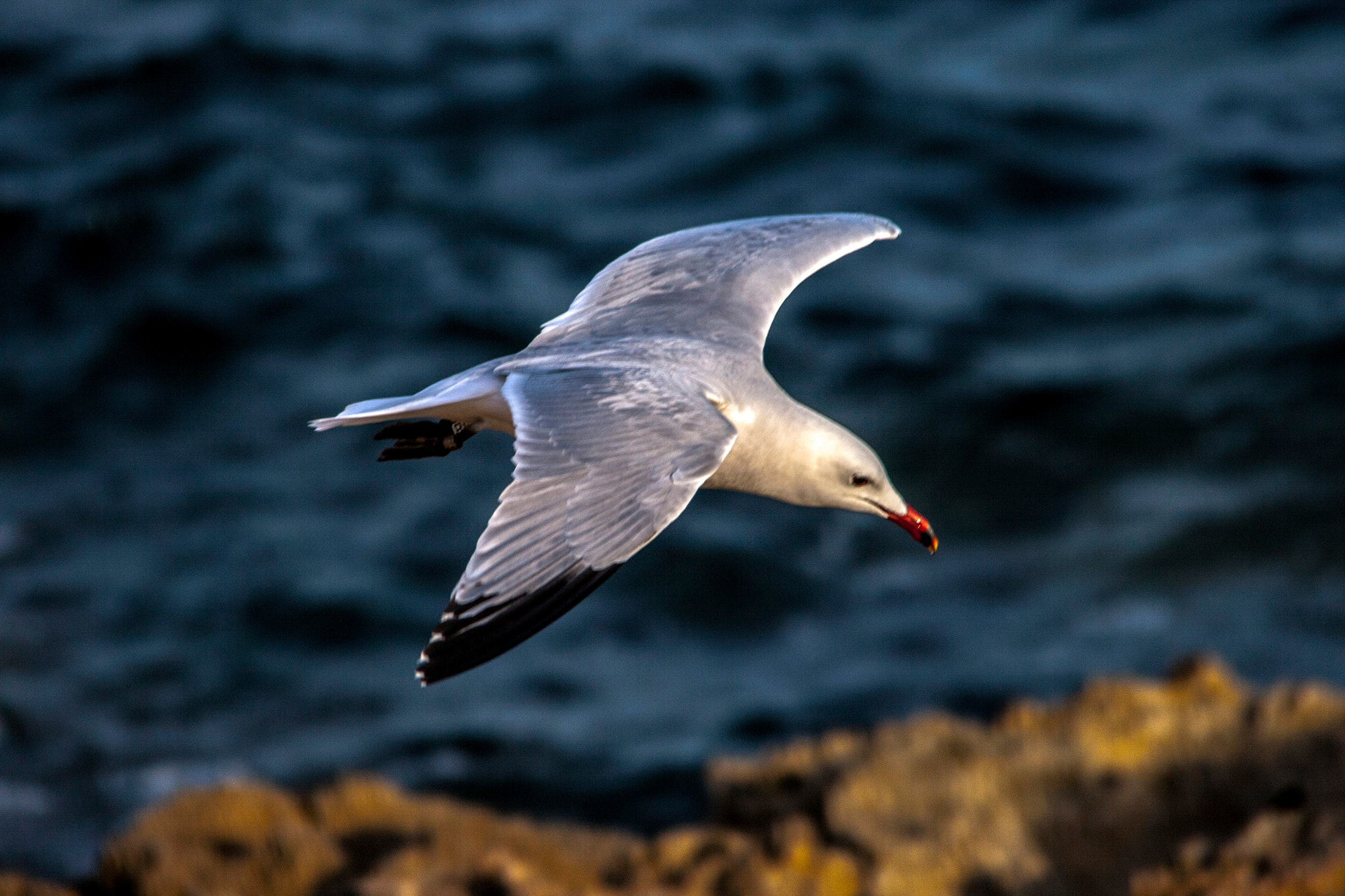 Sigma 150-500mm F5-6.3 DG OS HSM sample photo. Oteando photography