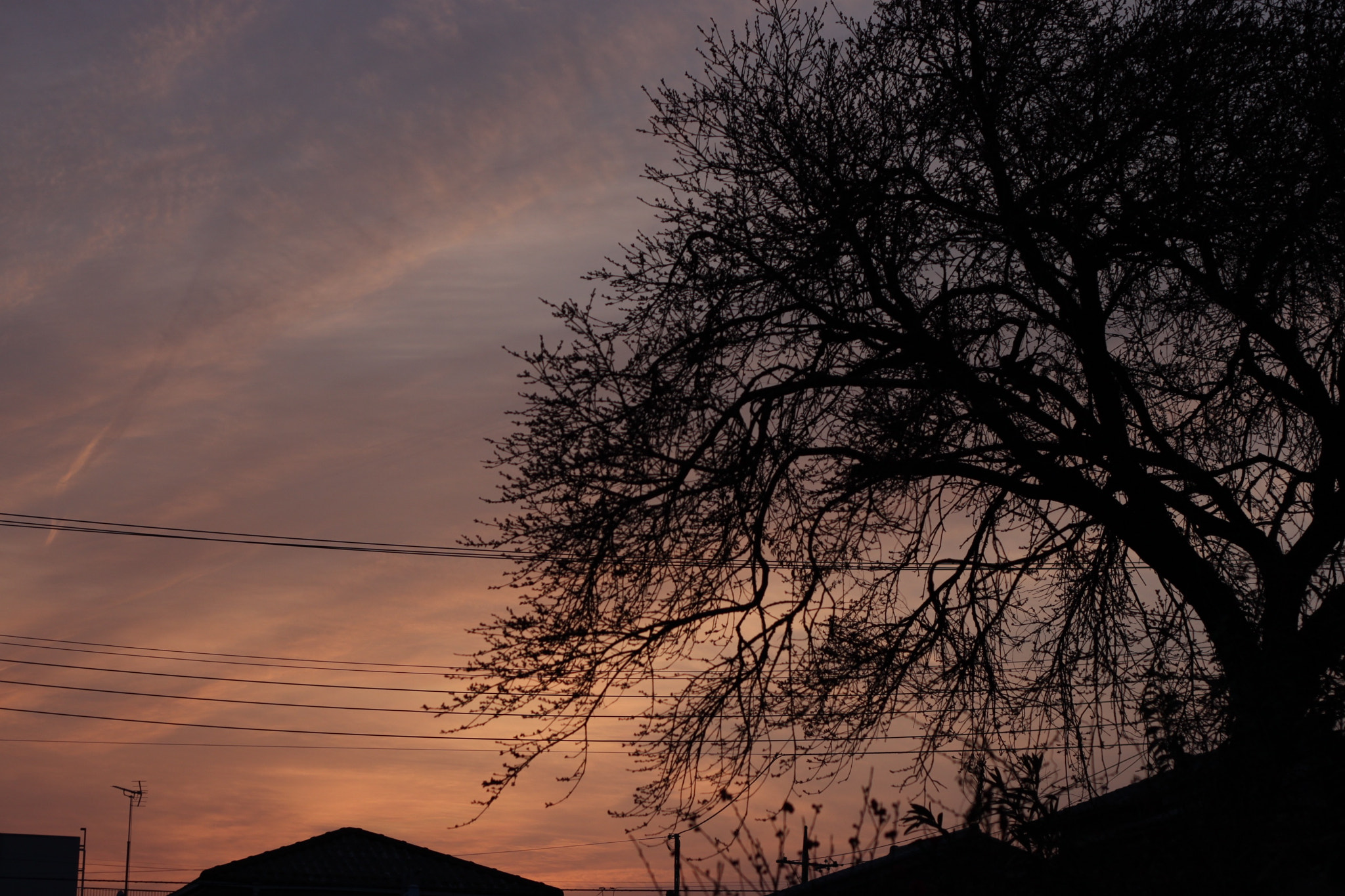 Canon EOS 500D (EOS Rebel T1i / EOS Kiss X3) + Canon EF 50mm F1.8 II sample photo. Under the evening glow photography