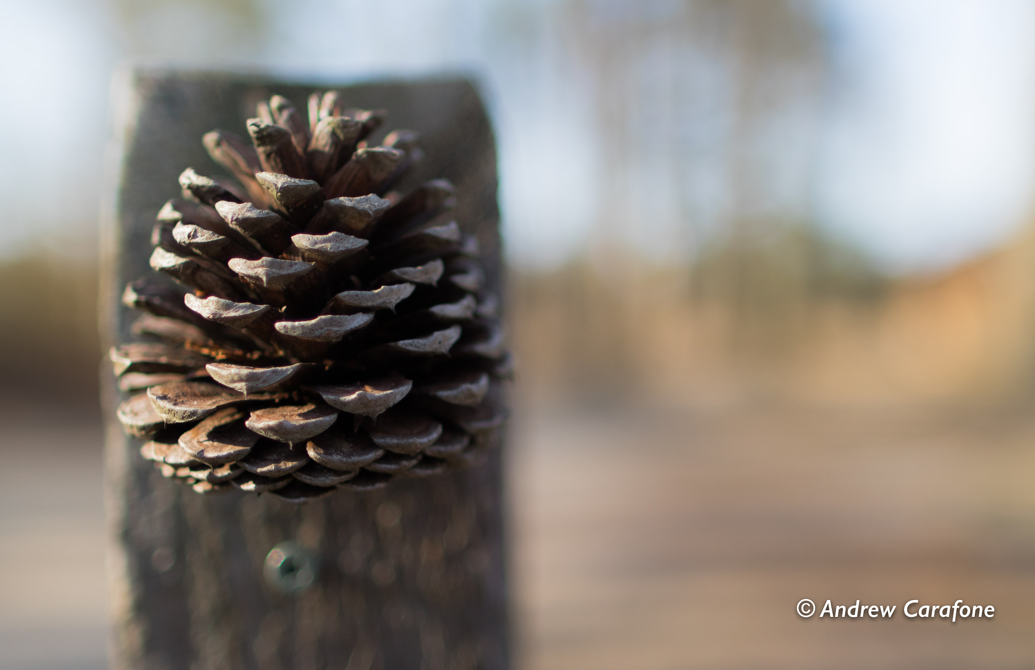 Canon EF 24mm F1.4L II USM sample photo. Pine cone photography