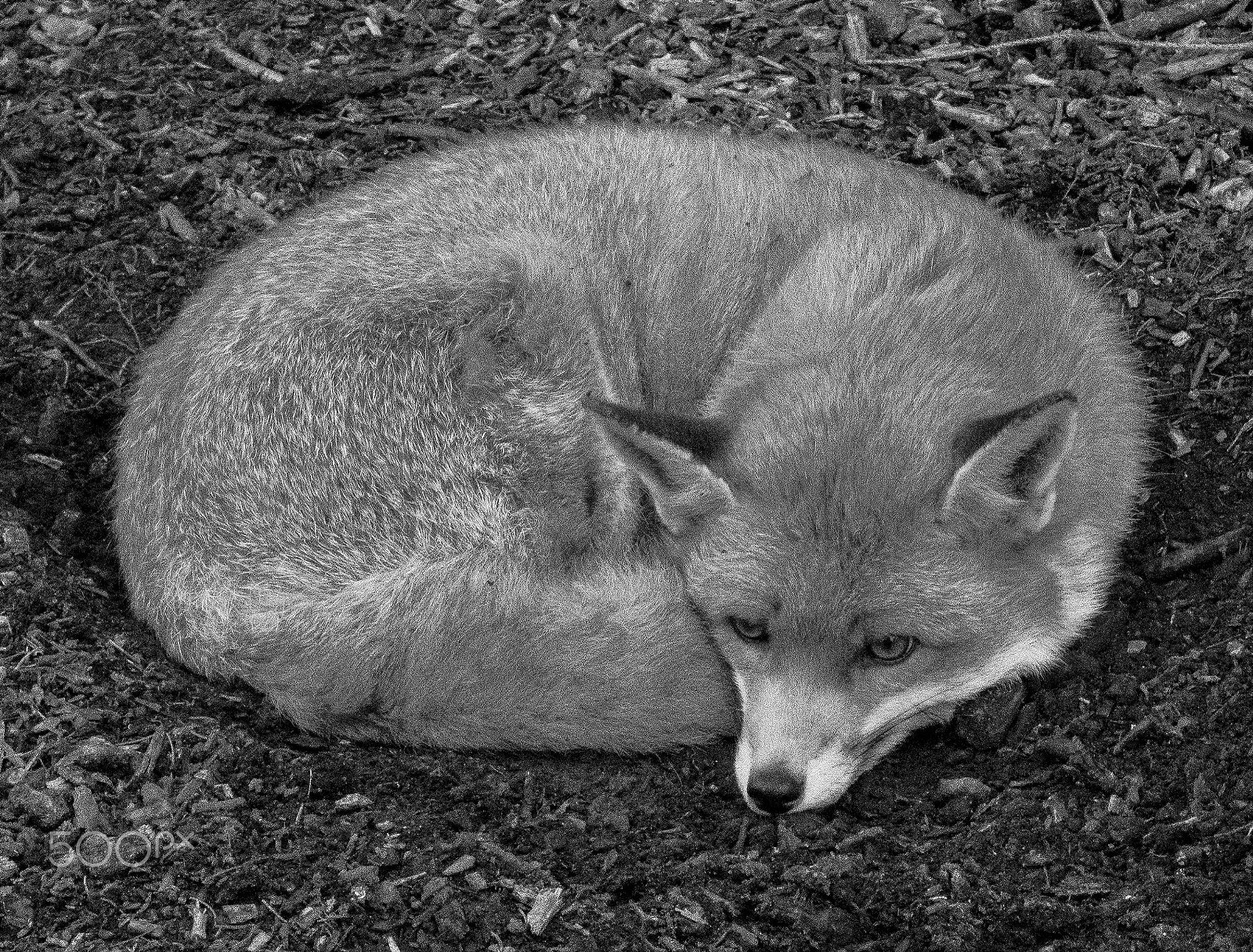 AF Zoom-Nikkor 35-80mm f/4-5.6D sample photo. The curled fox photography