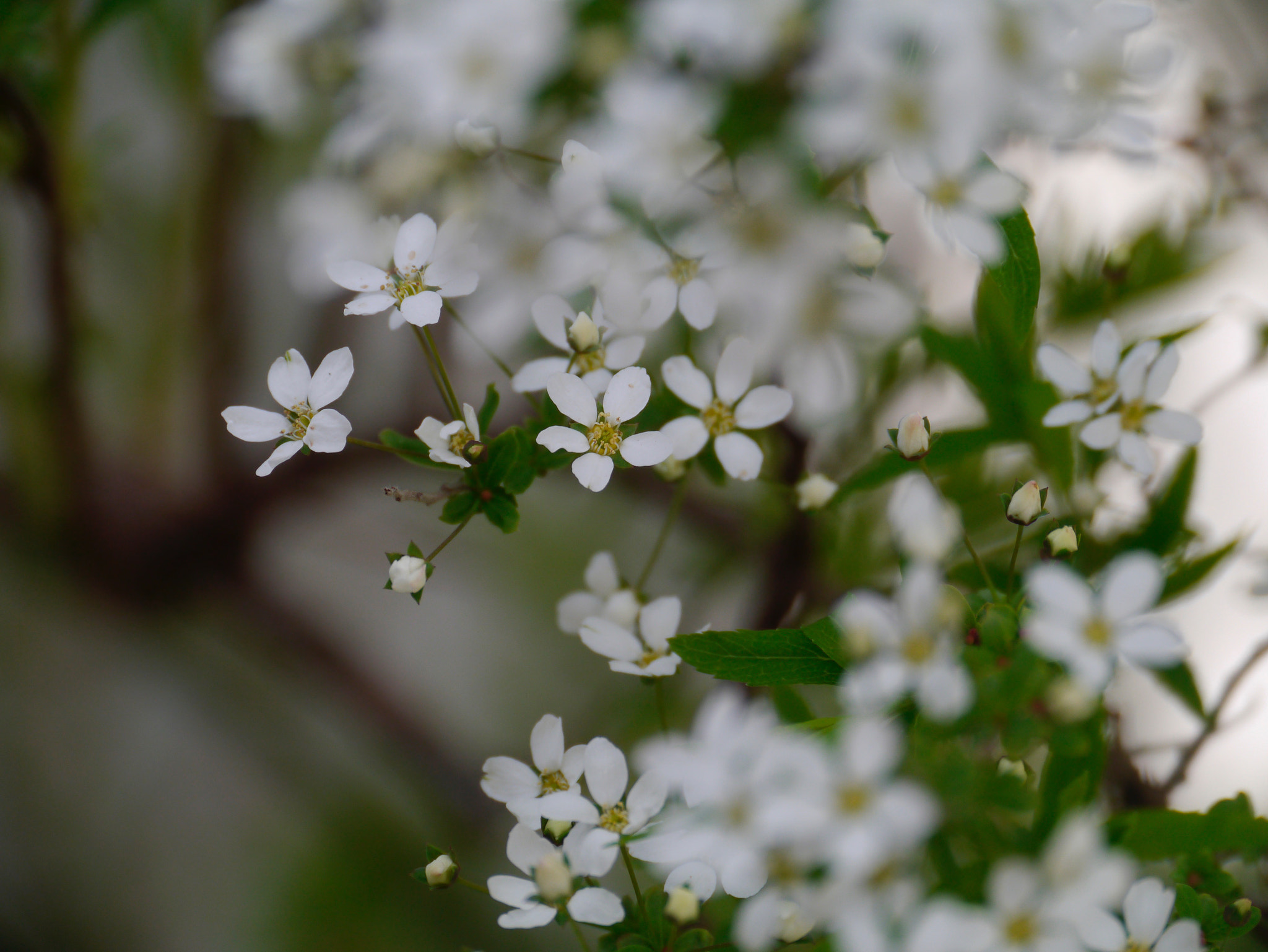 Panasonic Lumix DMC-GX1 + Panasonic Lumix G Vario HD 14-140mm F4-5.8 OIS sample photo. Fleurs de fusains photography