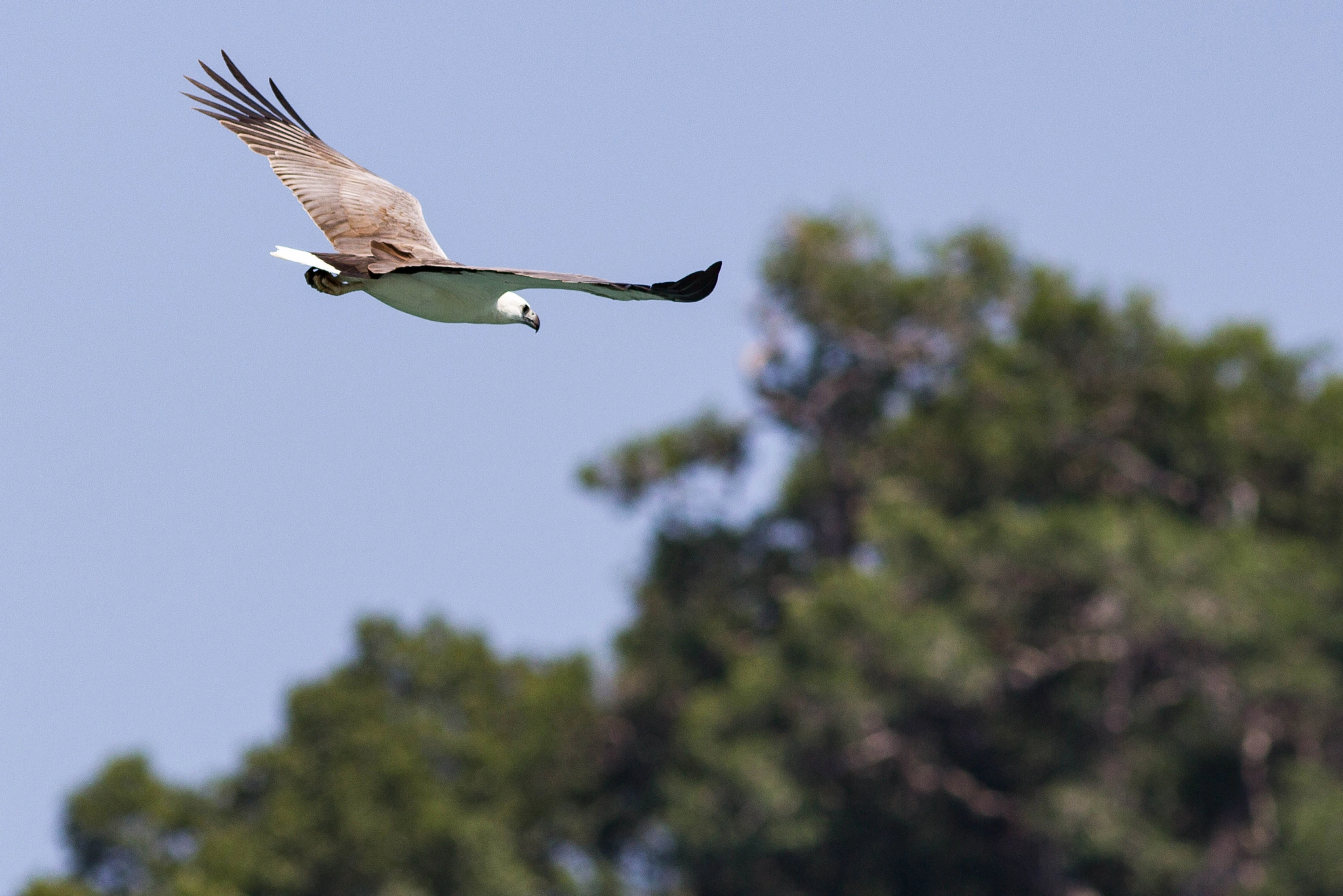 Canon EOS 60D + Canon EF 300mm F4L IS USM sample photo. Hunting eagle photography