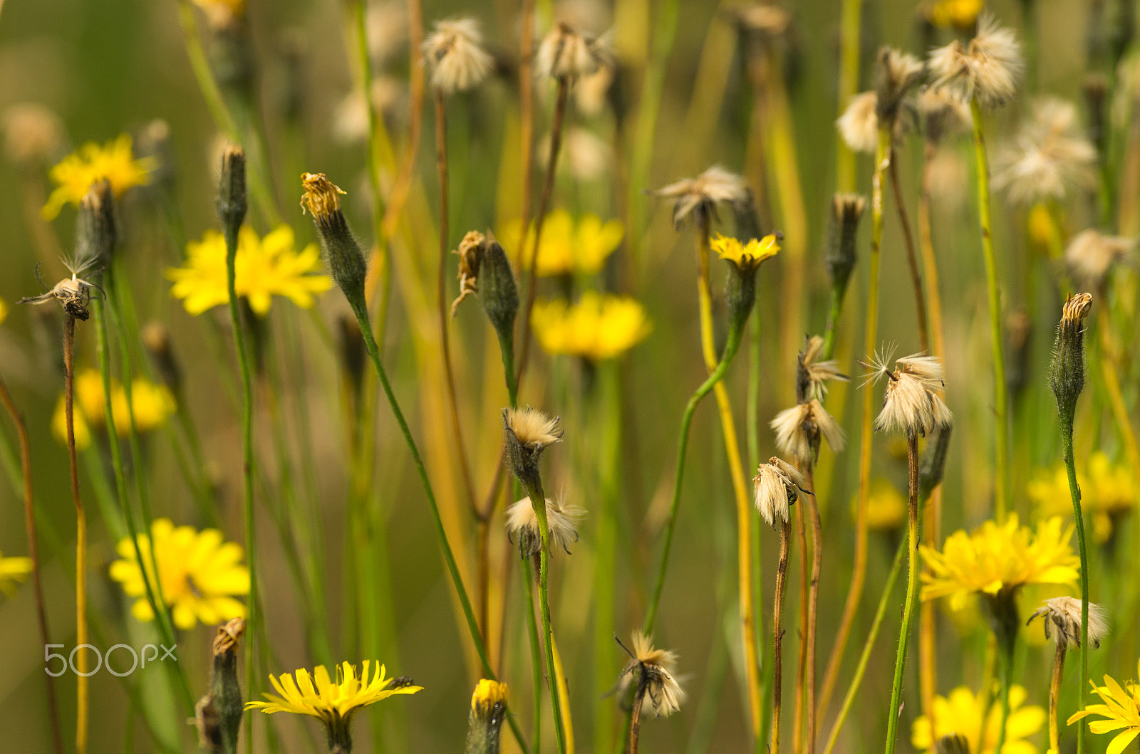 Pentax smc DA* 300mm F4.0 ED (IF) SDM sample photo. Wildflower photography