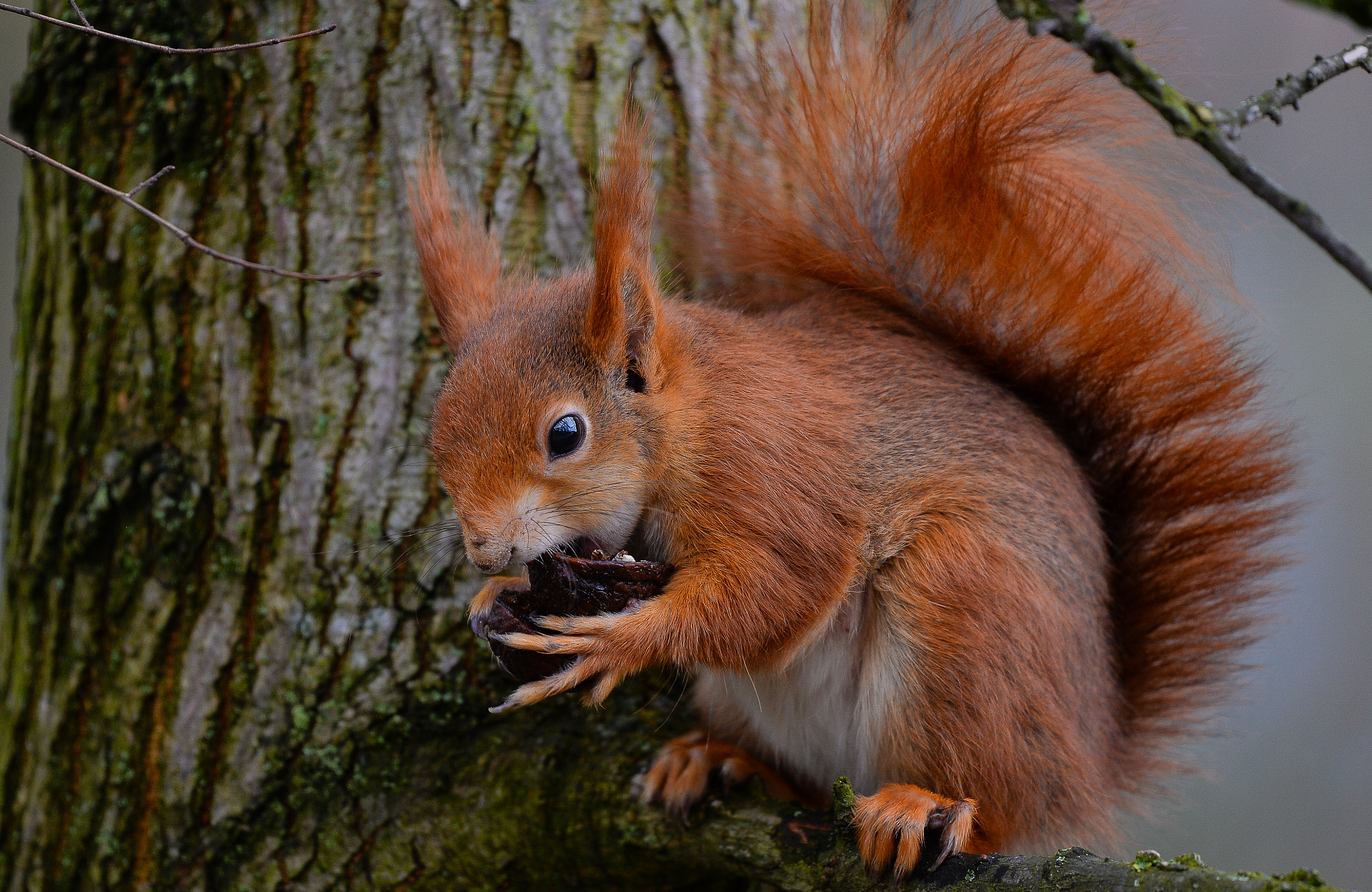 Nikon Df sample photo. Sciurus vulgaris, eichhörnchen photography